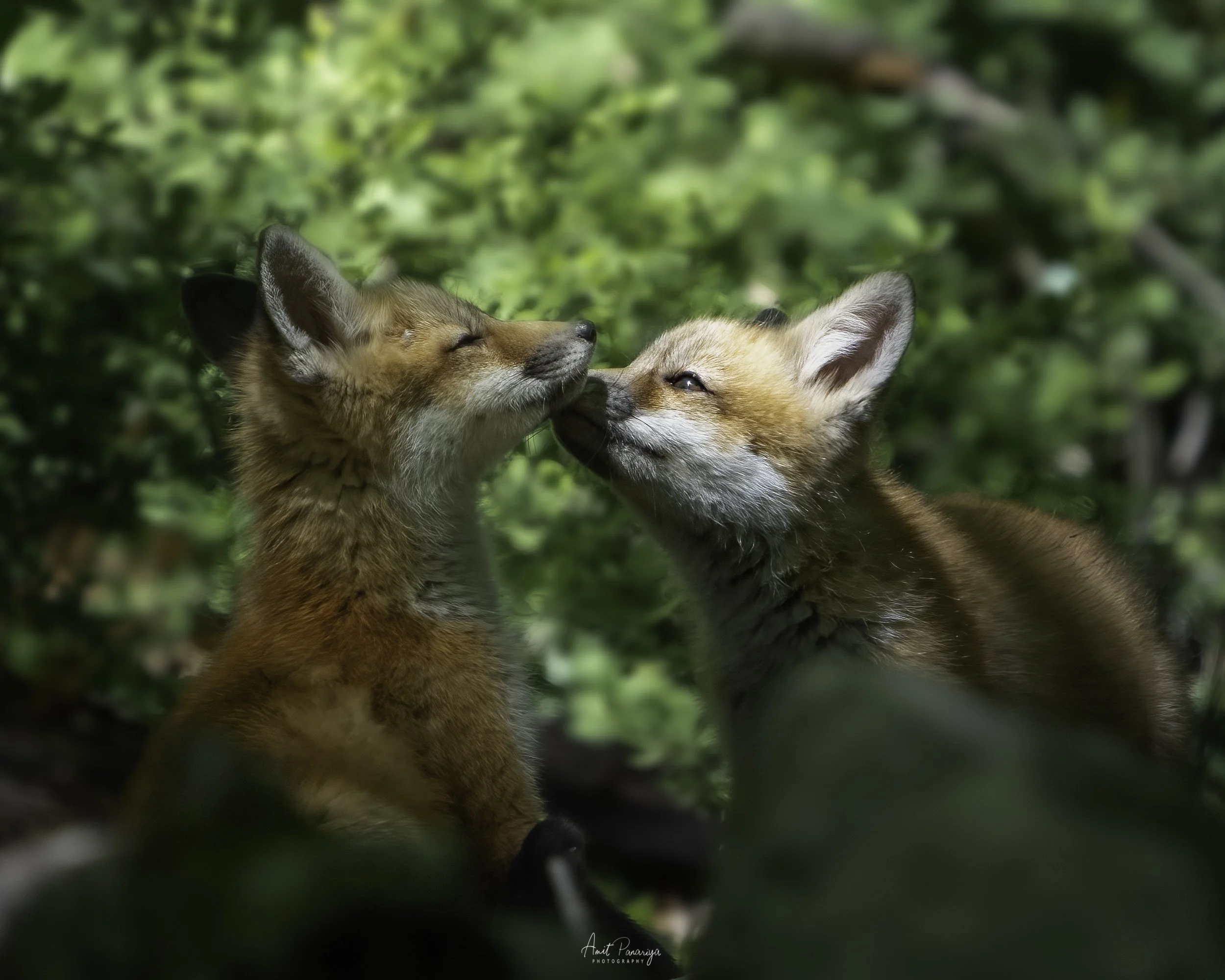 Forest Ecology: Wildlife