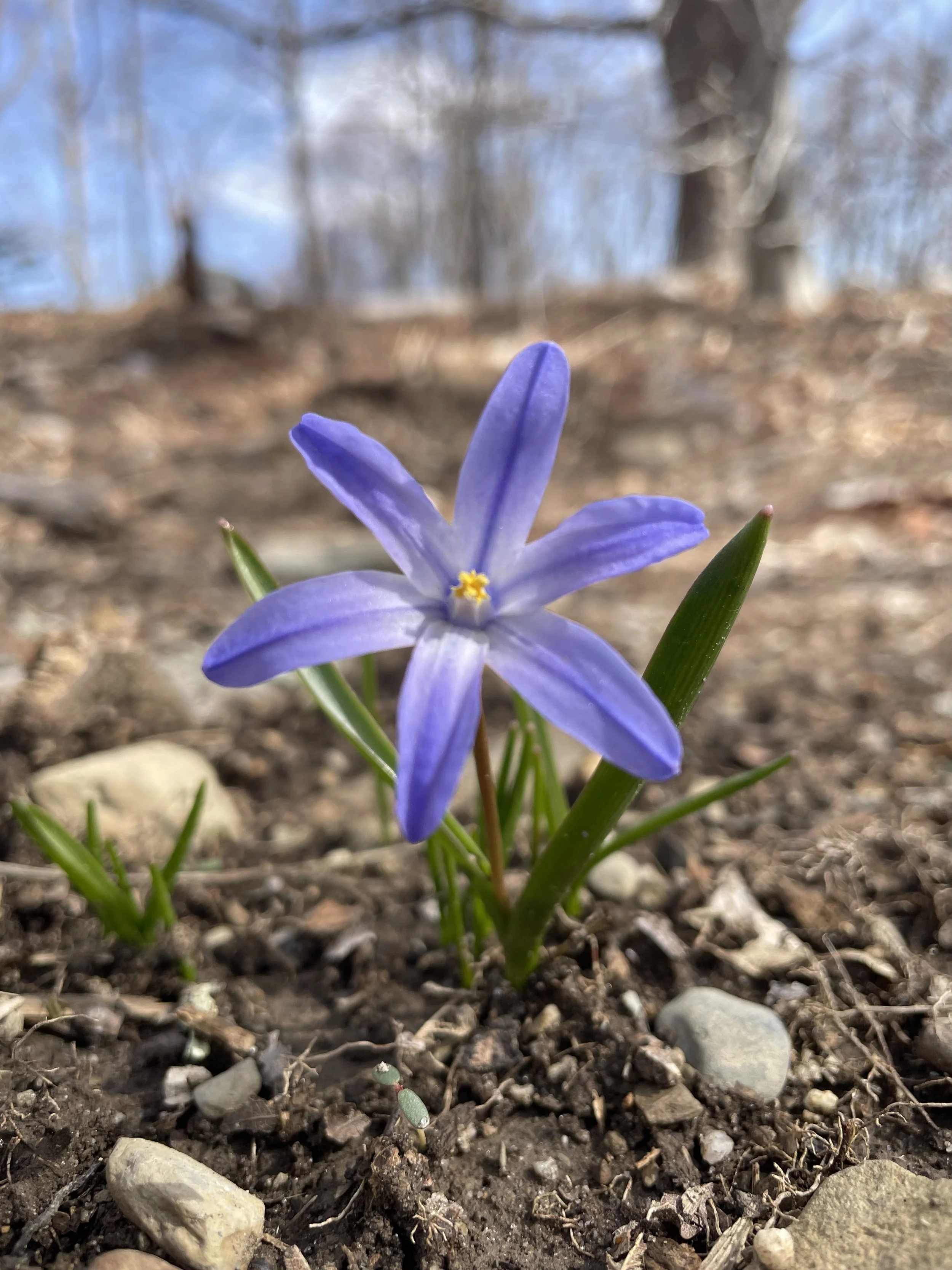 purple flower.jpg