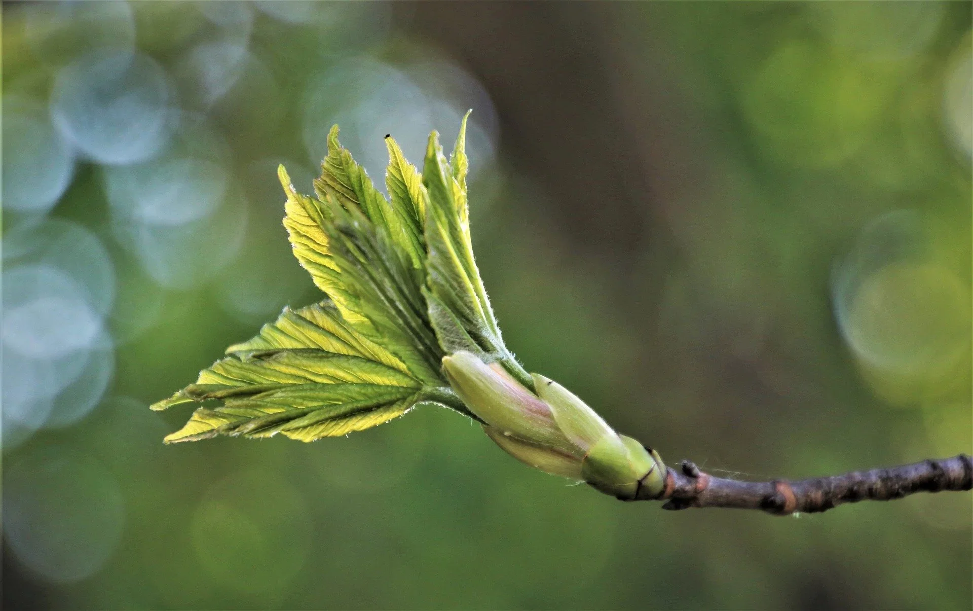 Phenology and Climate Change
