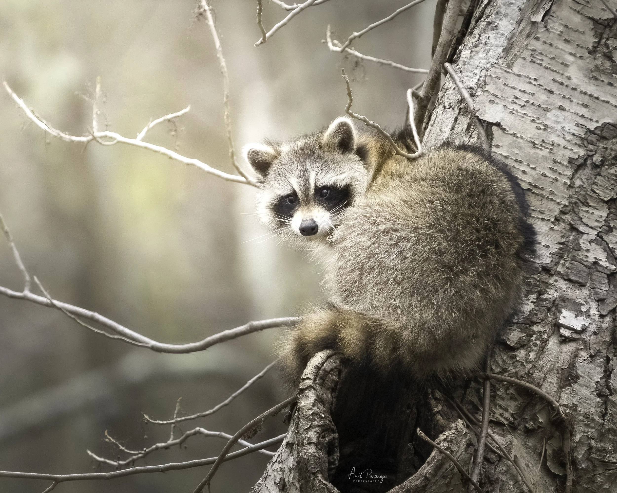 Nocturnal Animals and the Forest at Night