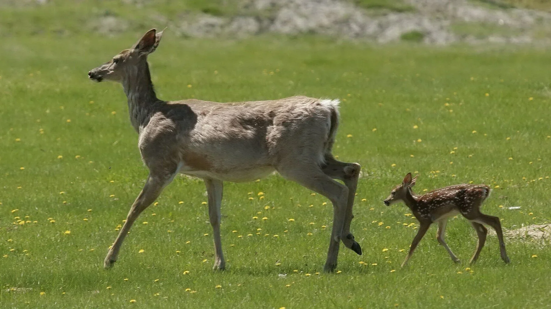 Large Mammals