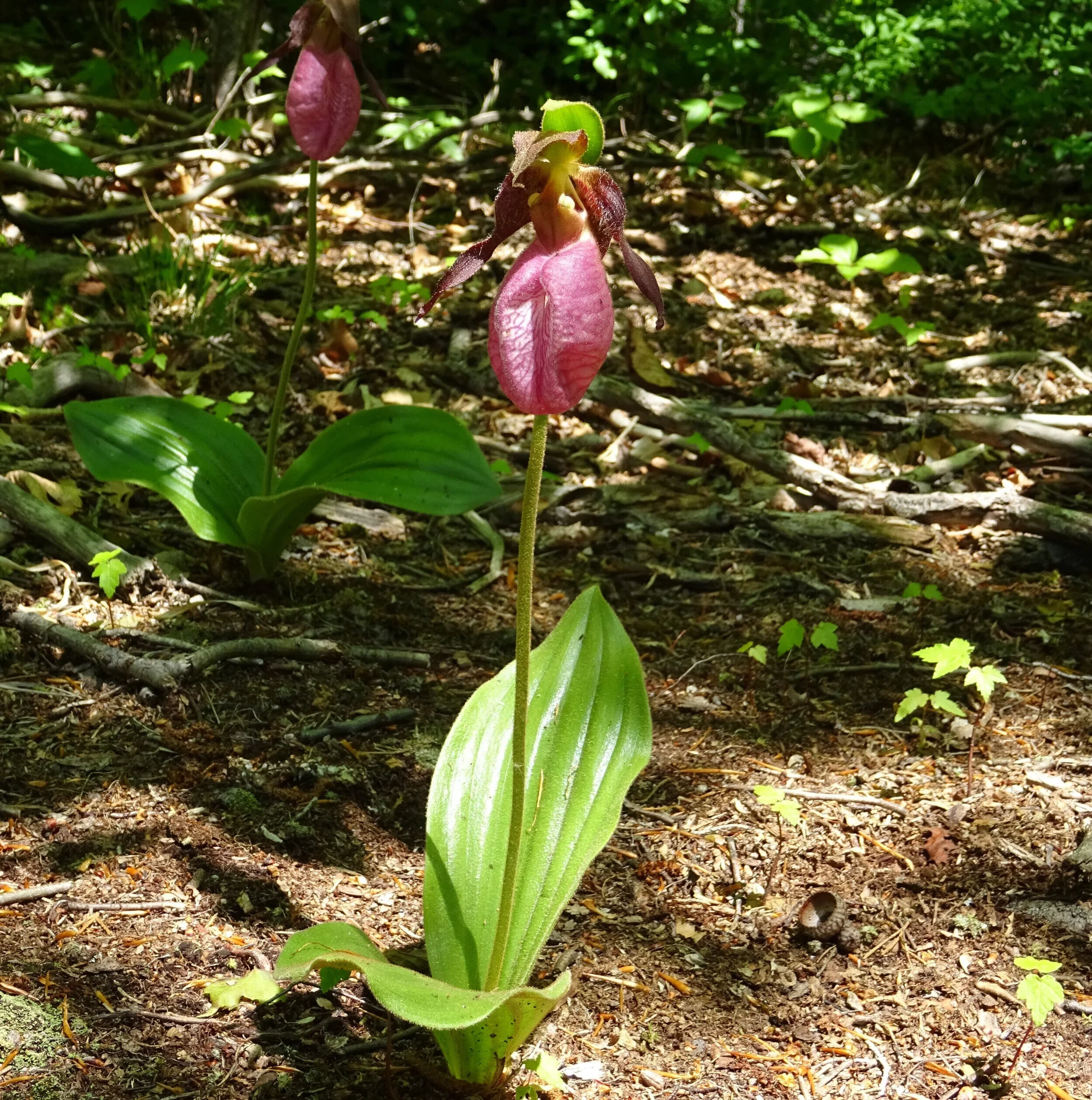 Forest Ecology: Plants