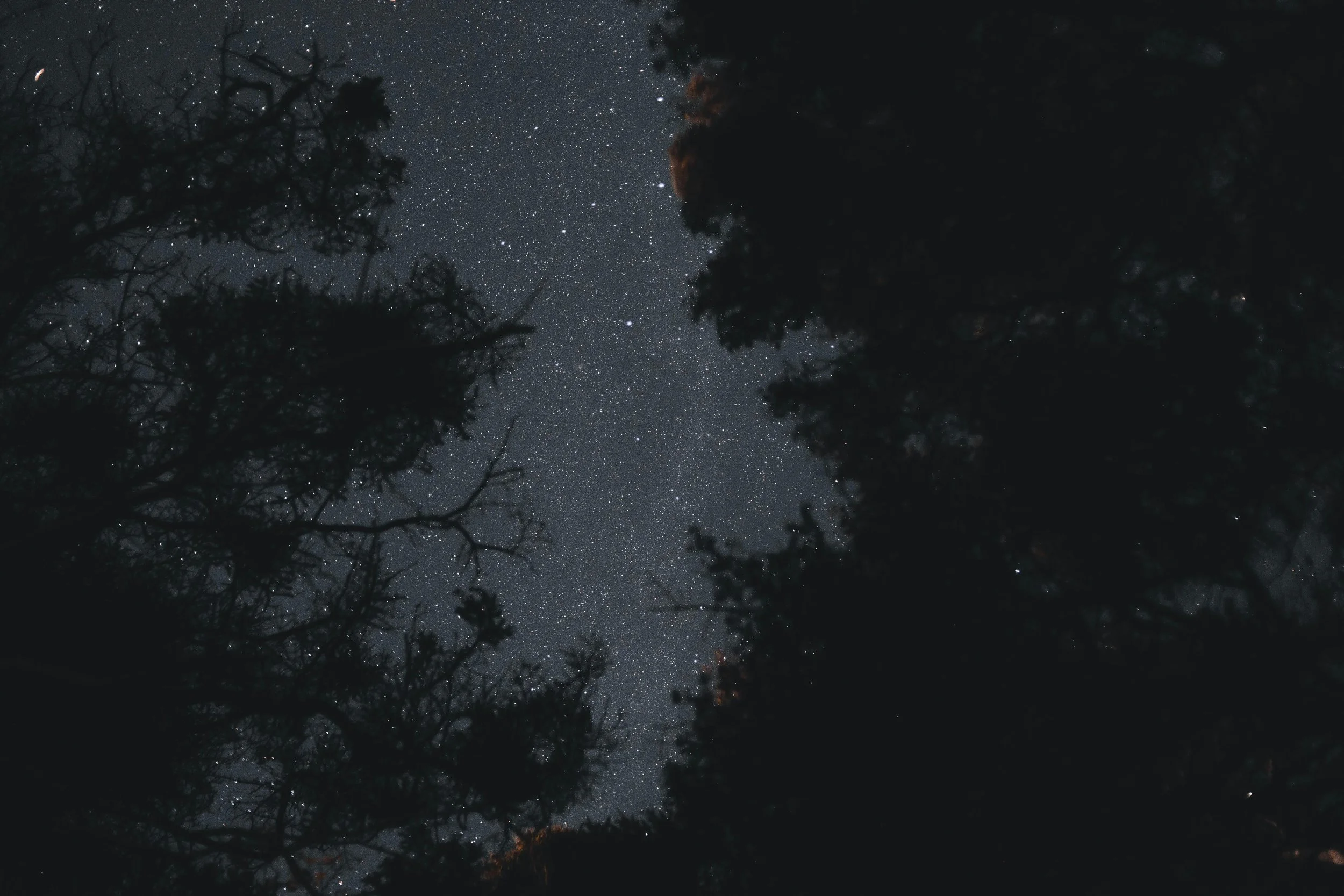 forest at night.jpg