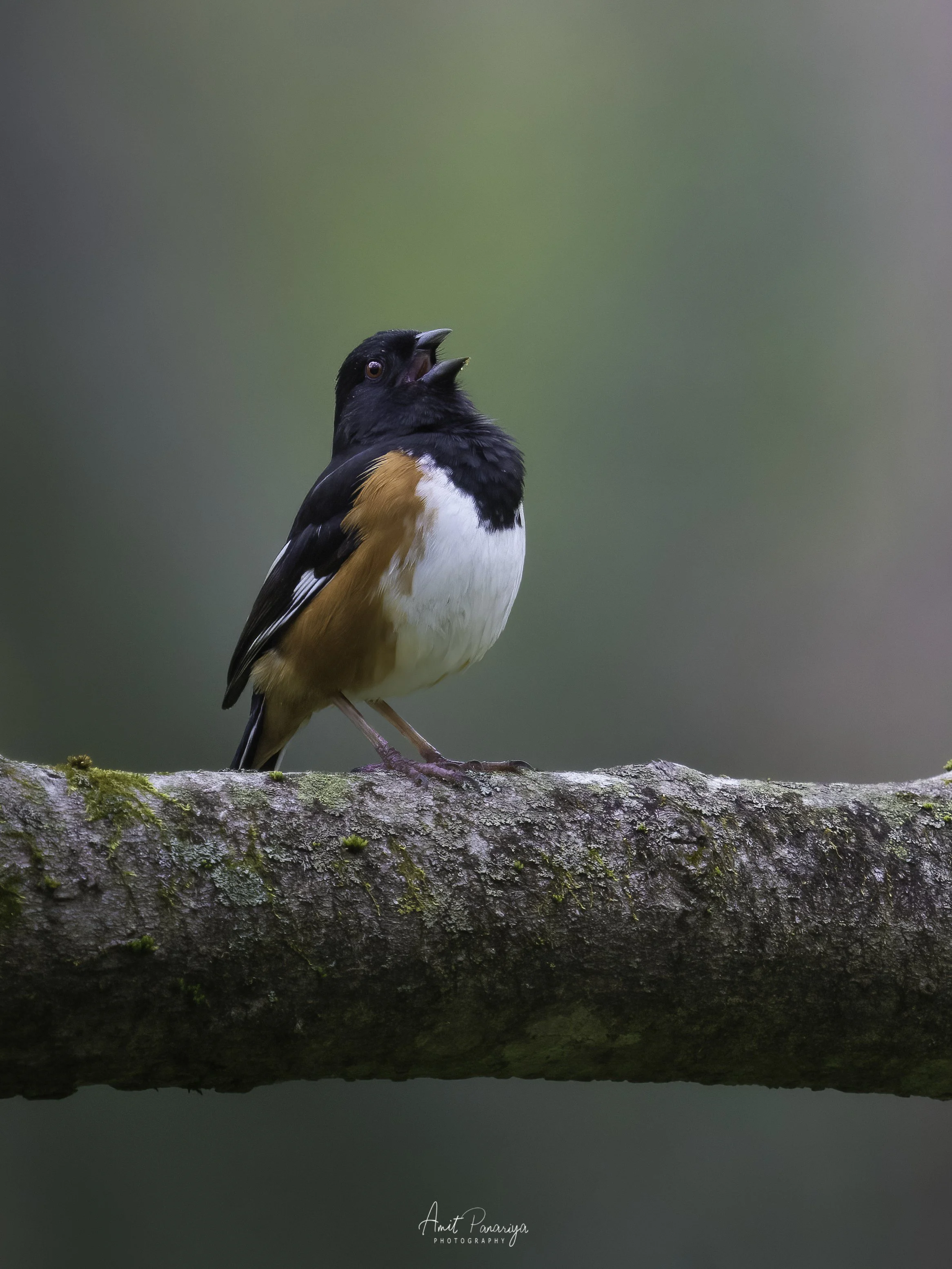 Eastern Towhee _ 12 X 16.jpg