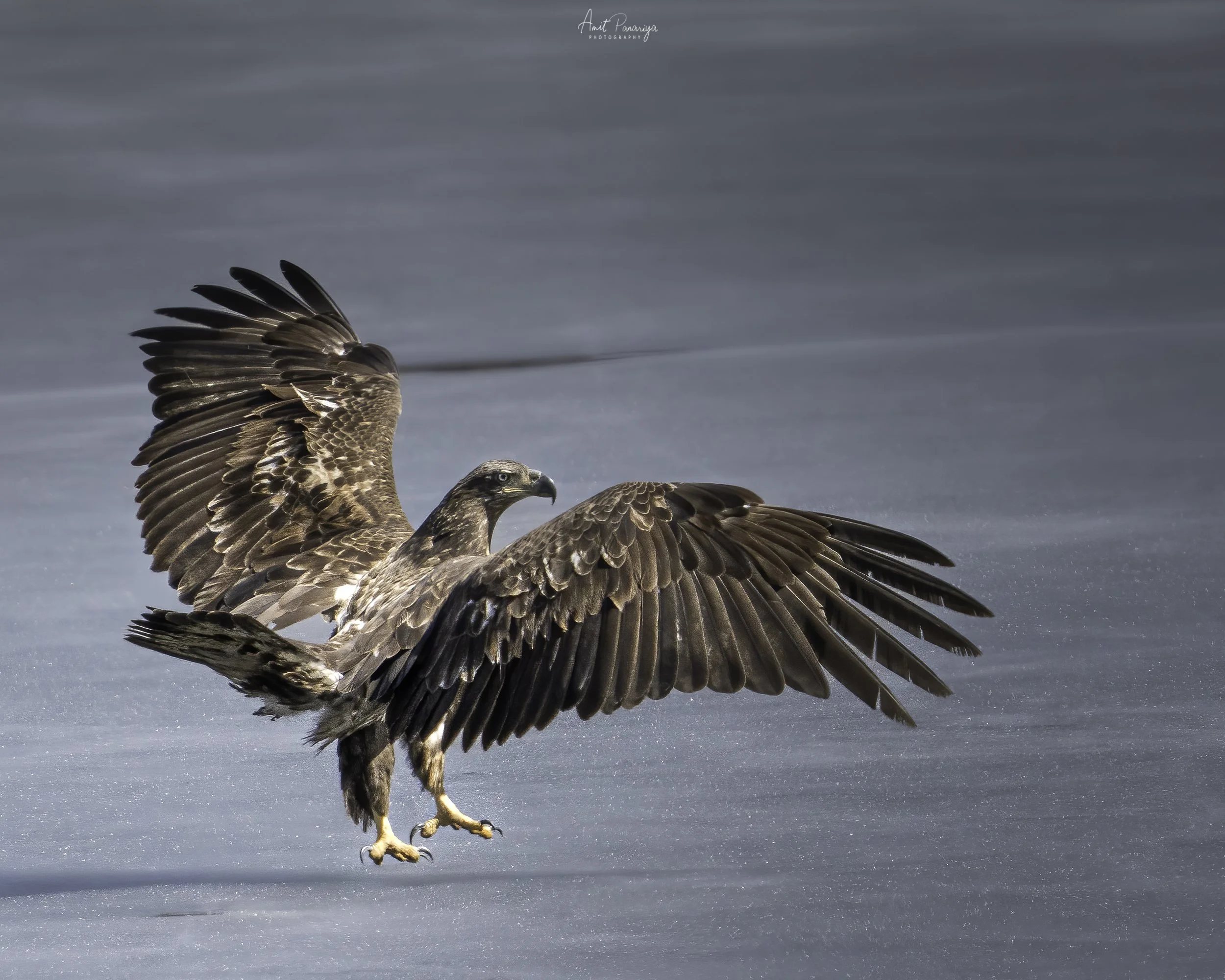 Bald Eagle _ Juvenile _ 8 X 10.jpg