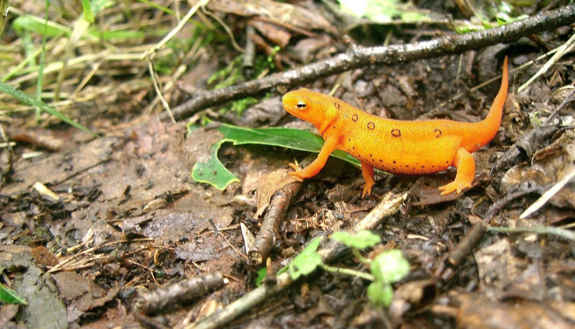 Amphibians of Blair Creek and Bass Lake