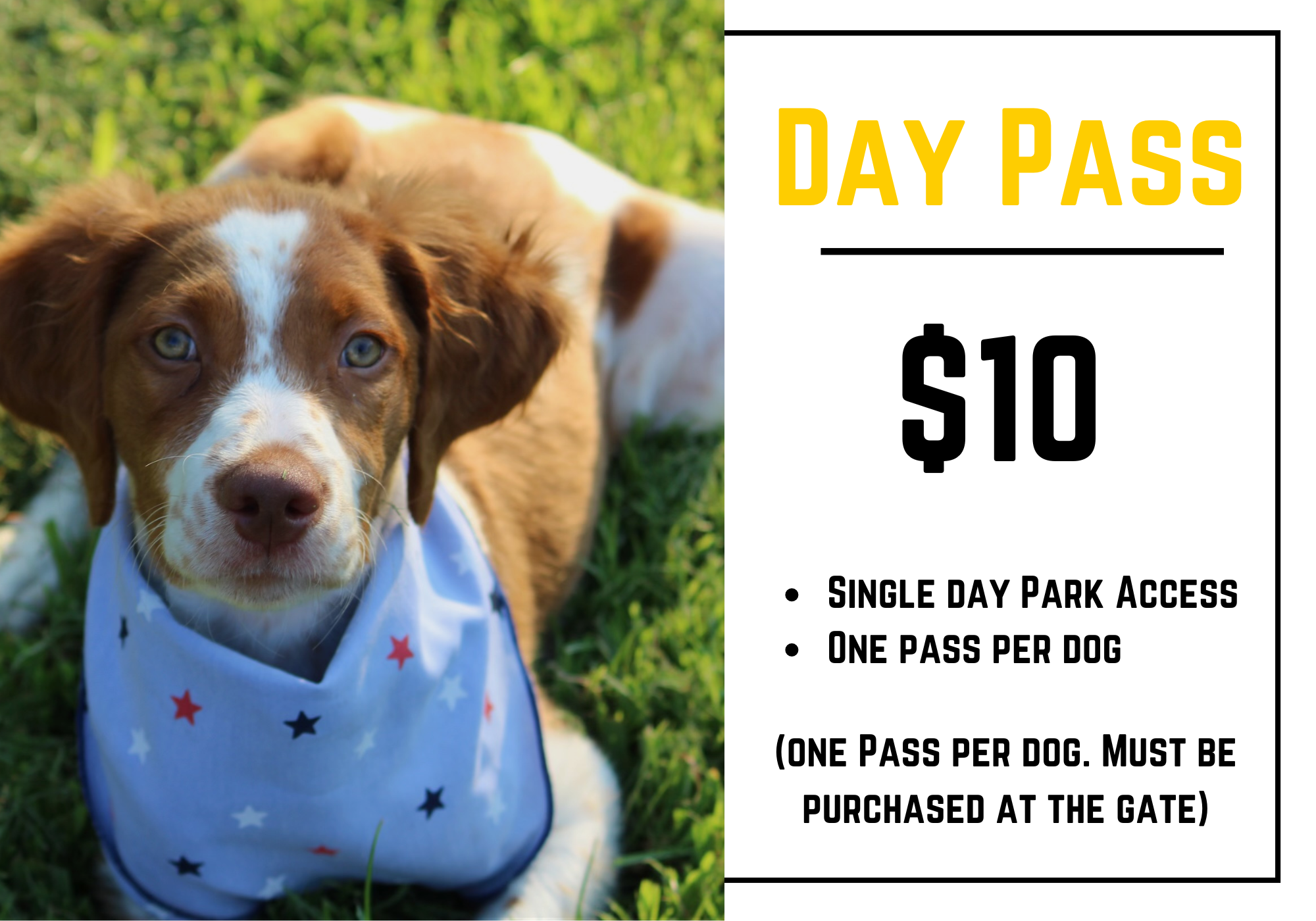 Become A Member — TAILS & ALES