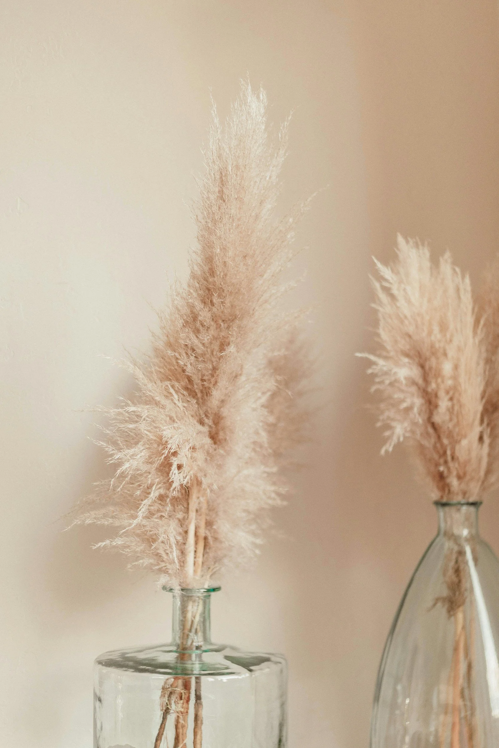 Pampas grass in glass vases against a beige background.