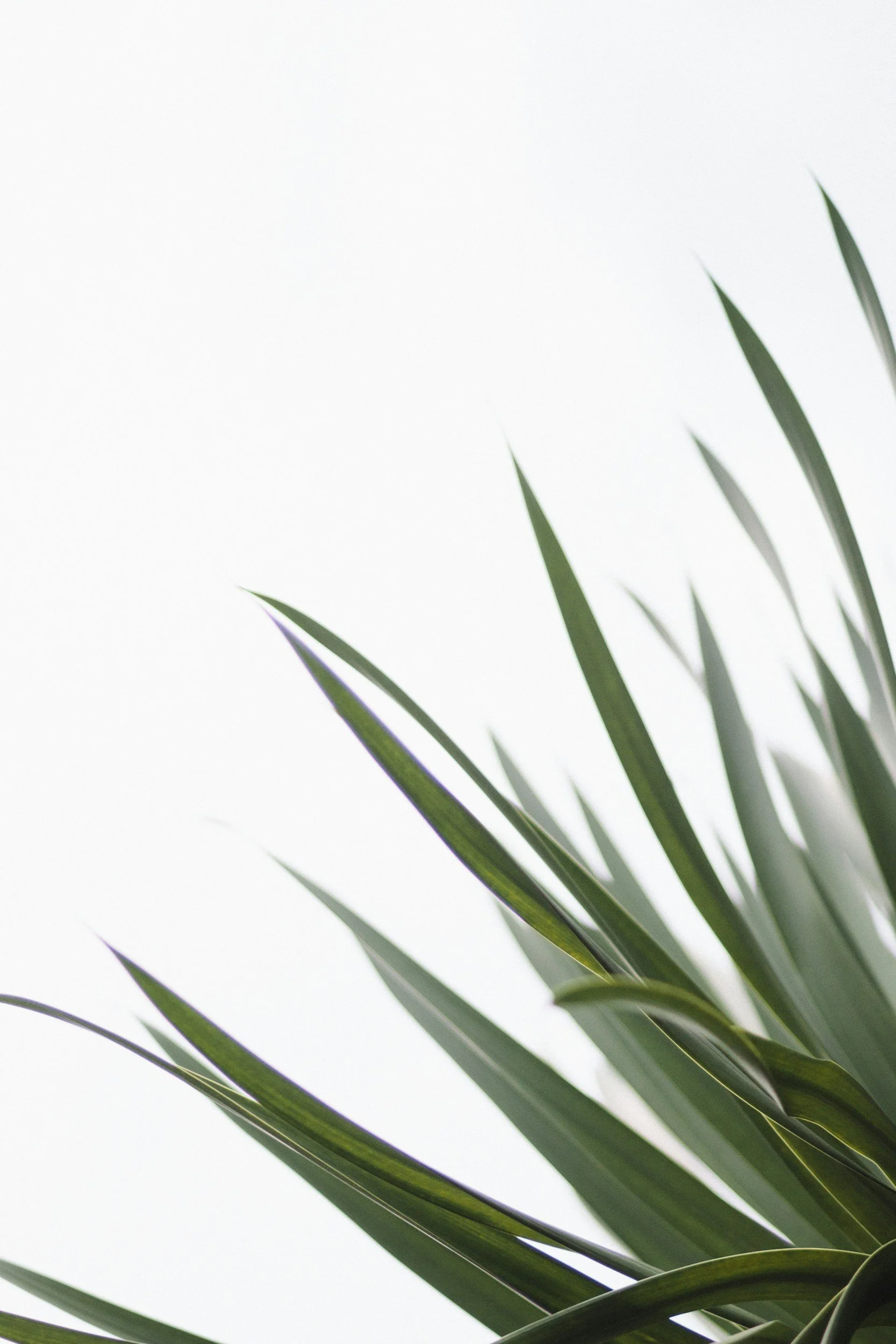 Close-up of green palm leaves against a white background.