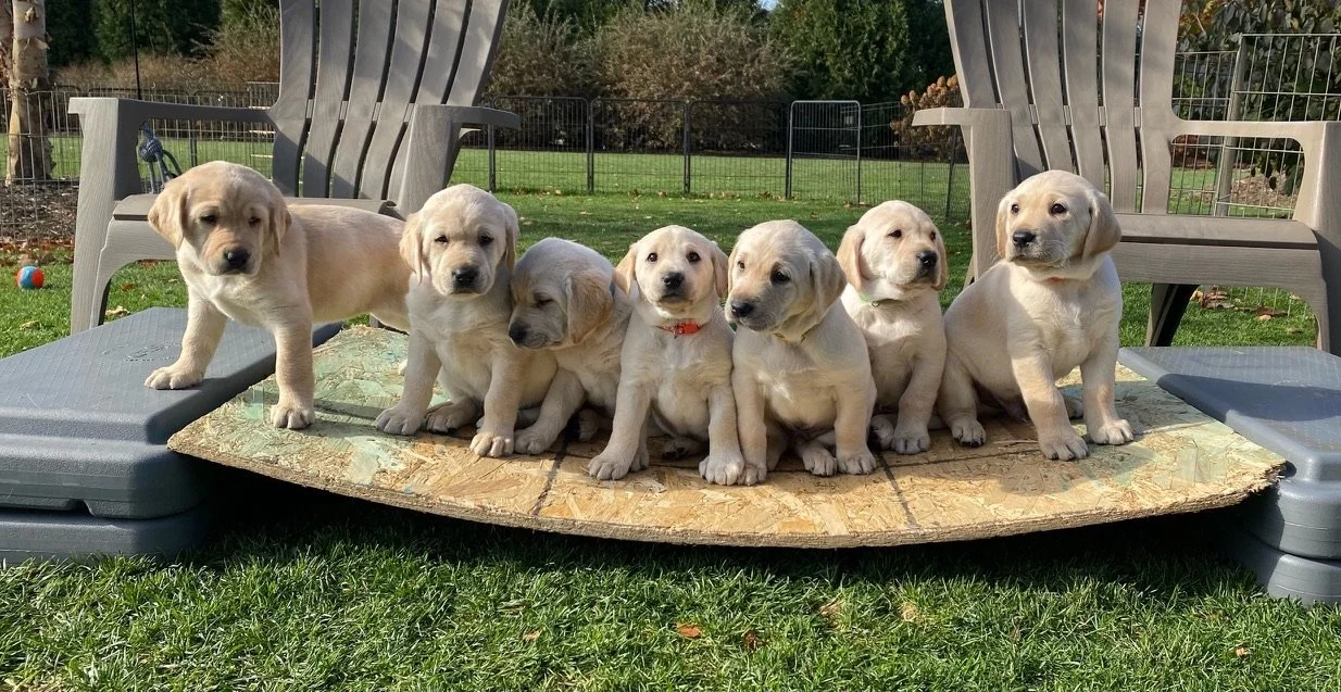 yellows in a row.jpg