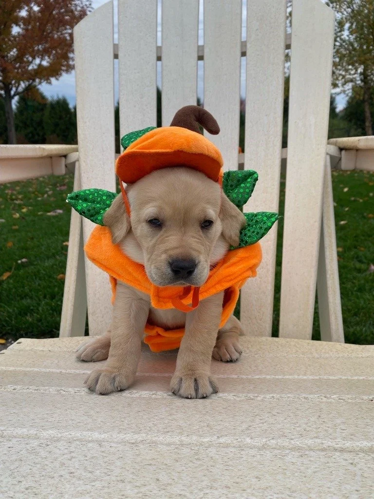 Yellow in costume.jpg