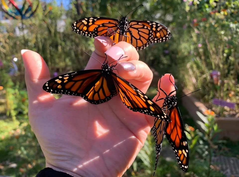 Missy’s Monarchs