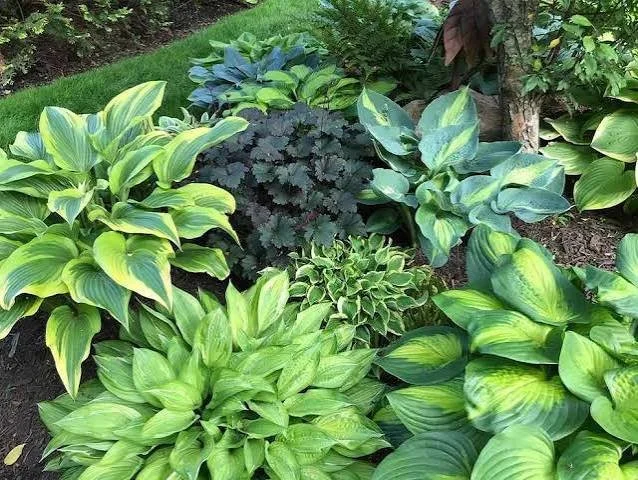  Hosta's in the Garden