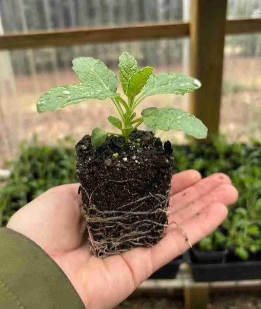 Spring Native Plant Propagation