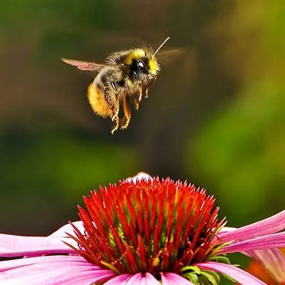 Bees our Friends in the Garden