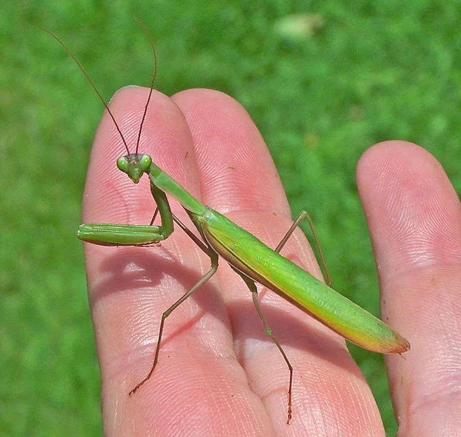 Bad Bugs, Bad Bugs, Whatcha gonna Do?