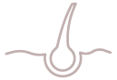 Illustration of a hair follicle cross-section