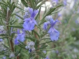ROSEMARY.jpg