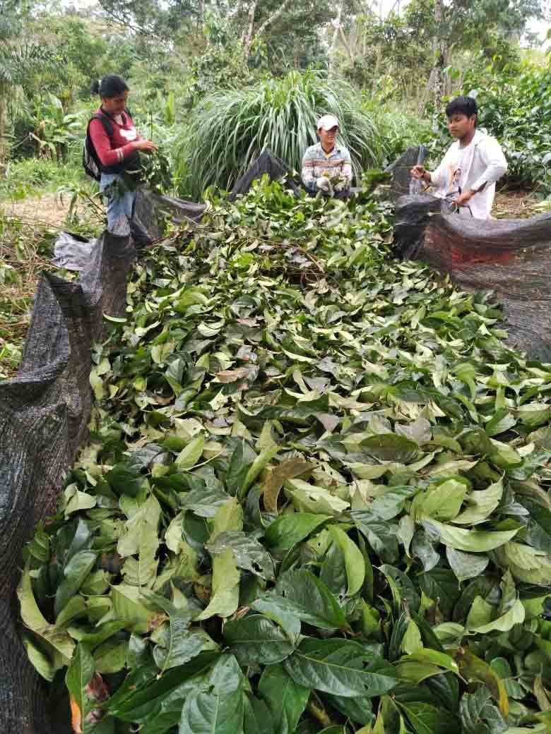 Guayusa.Harvest.Final_.jpg