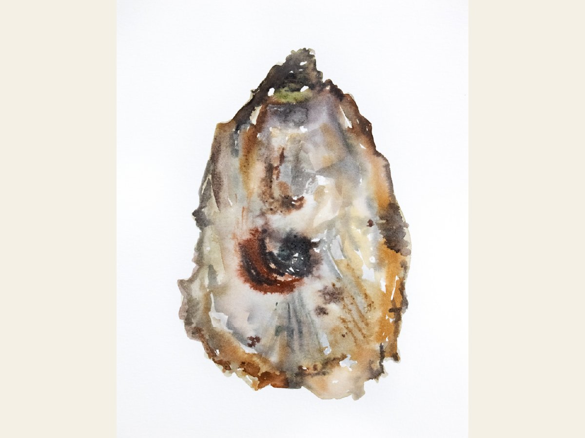 Oyster II