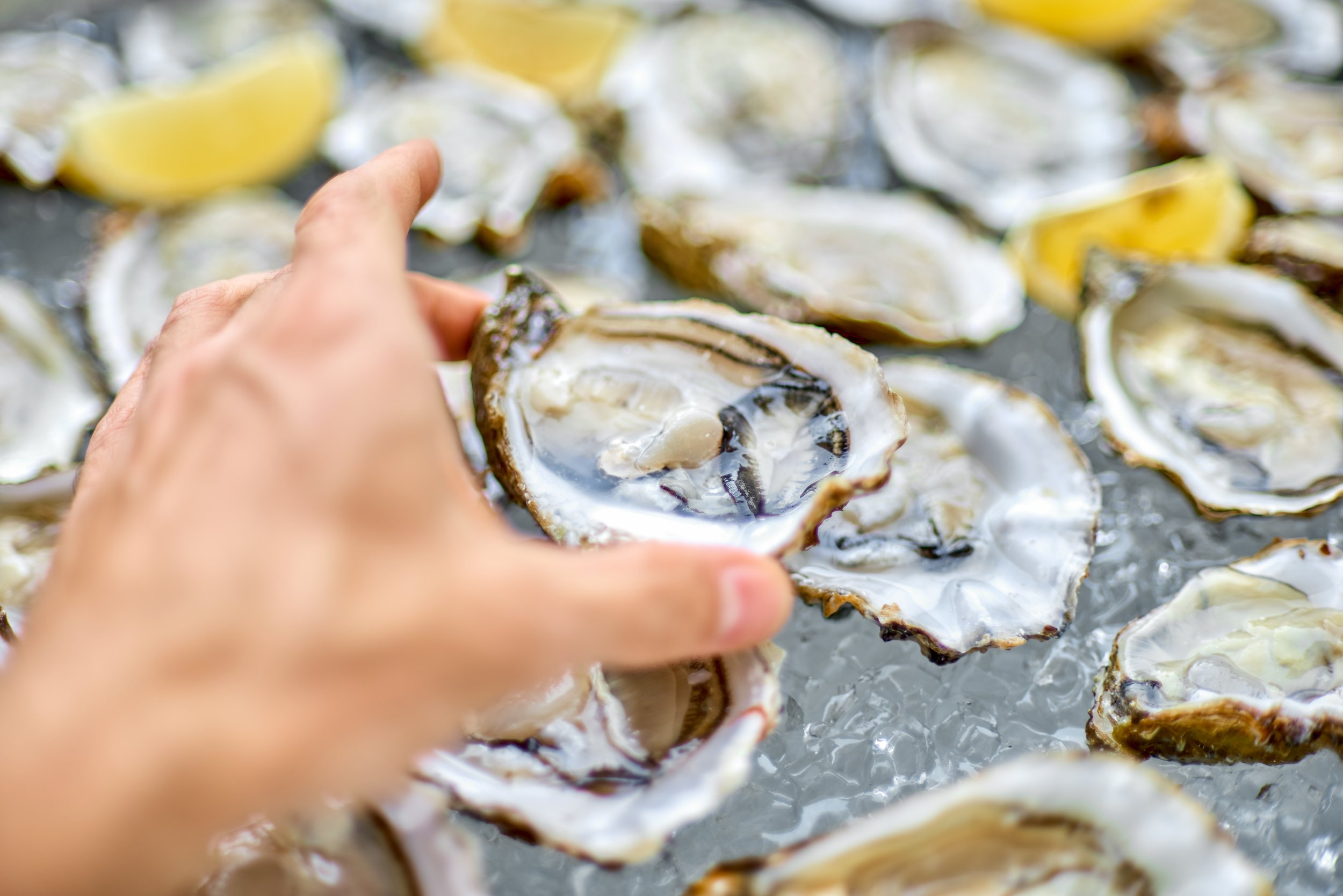 hand with oyster.jpeg