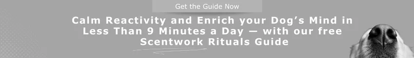 scentwork guide.webp