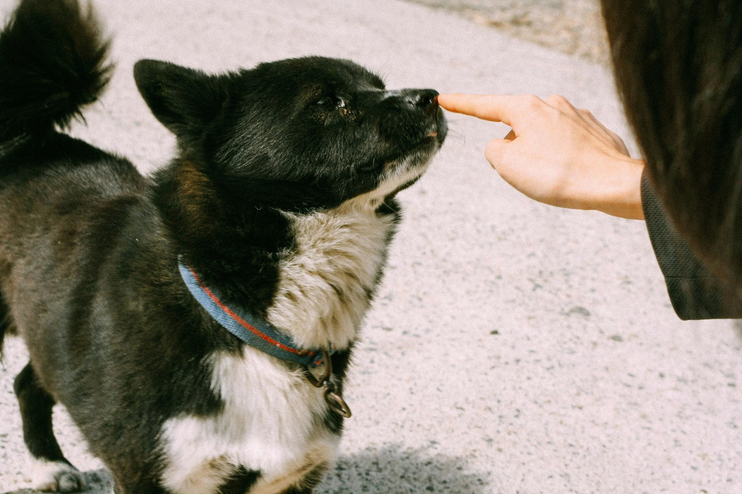 Mastering Hand Commands for Dogs: A Guide to Silent Communication