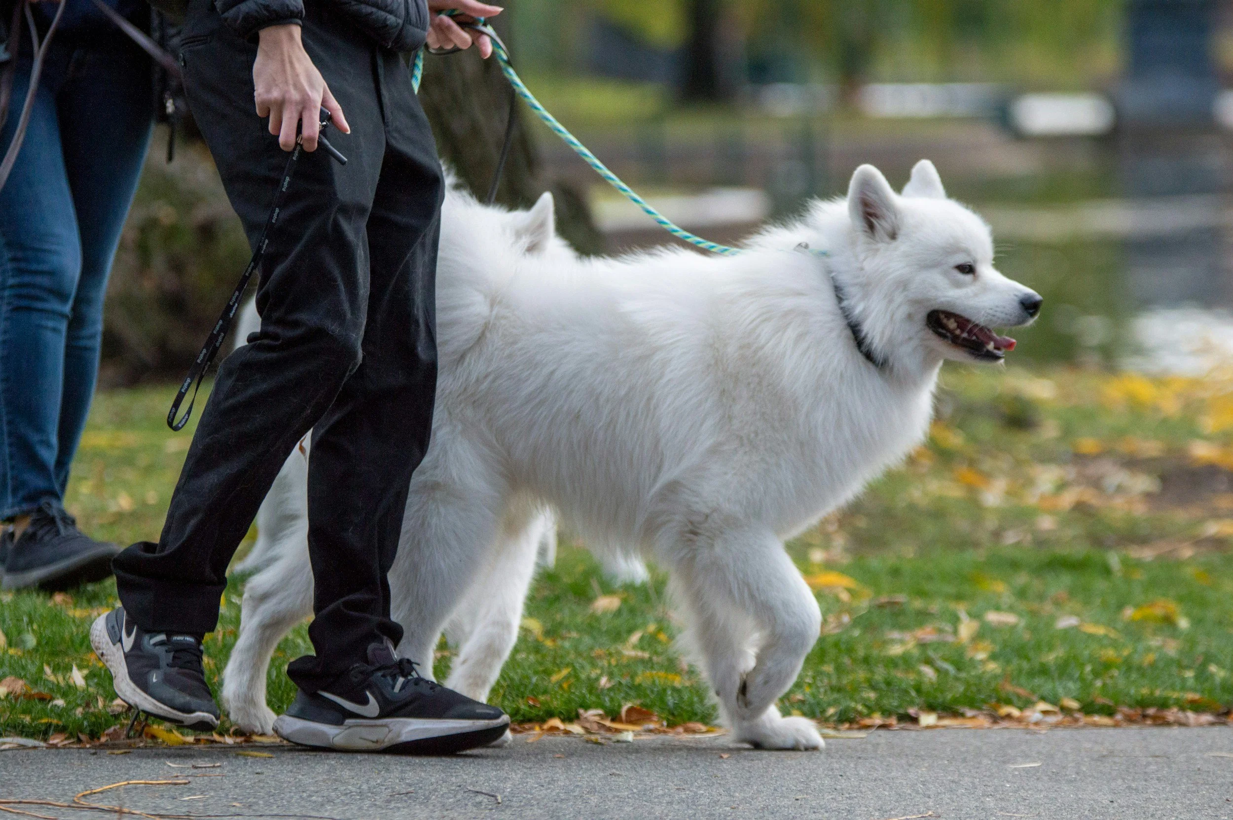 Downtown Seattle Dog Walk Training
