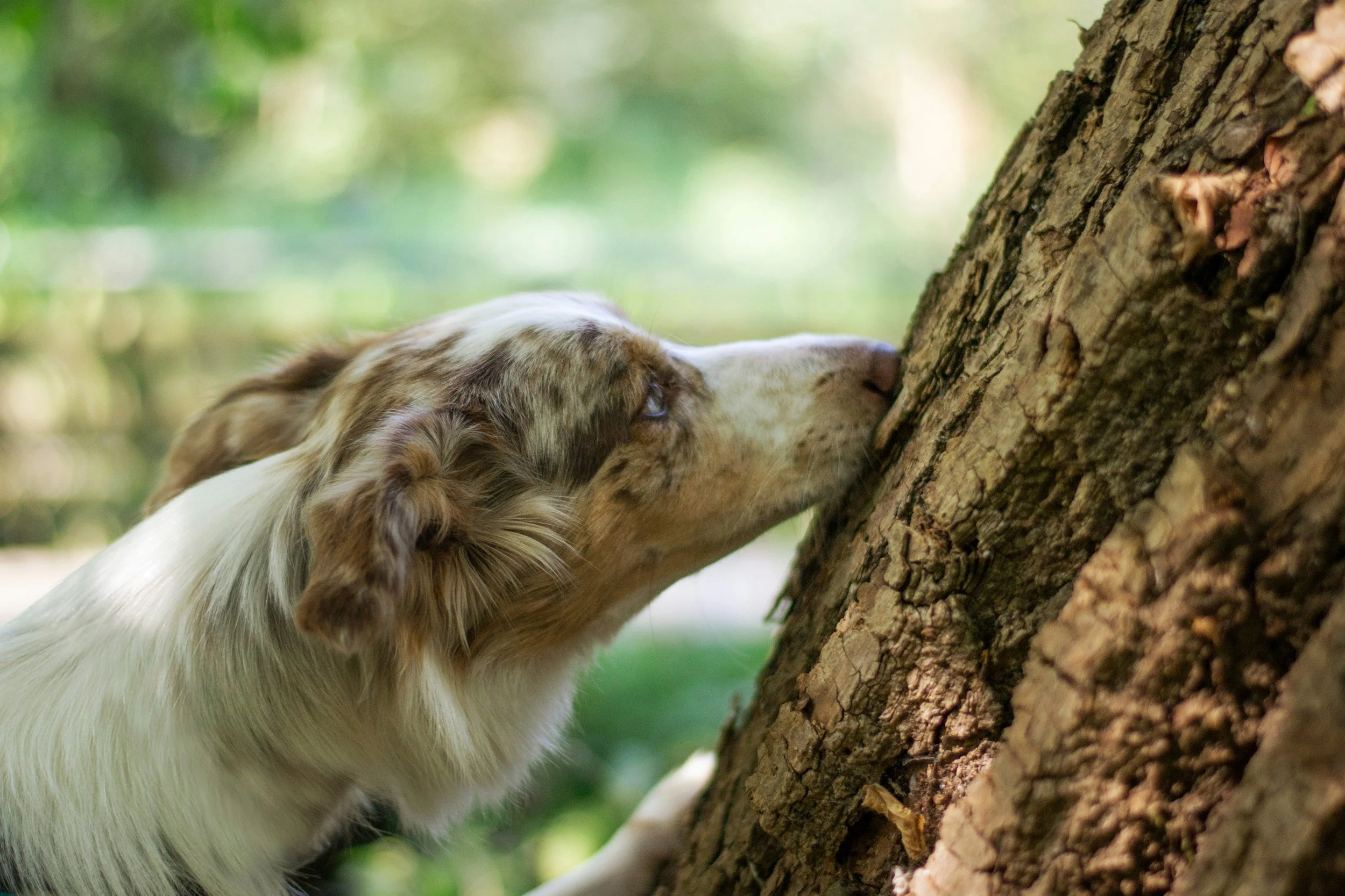 dog scentwork class
