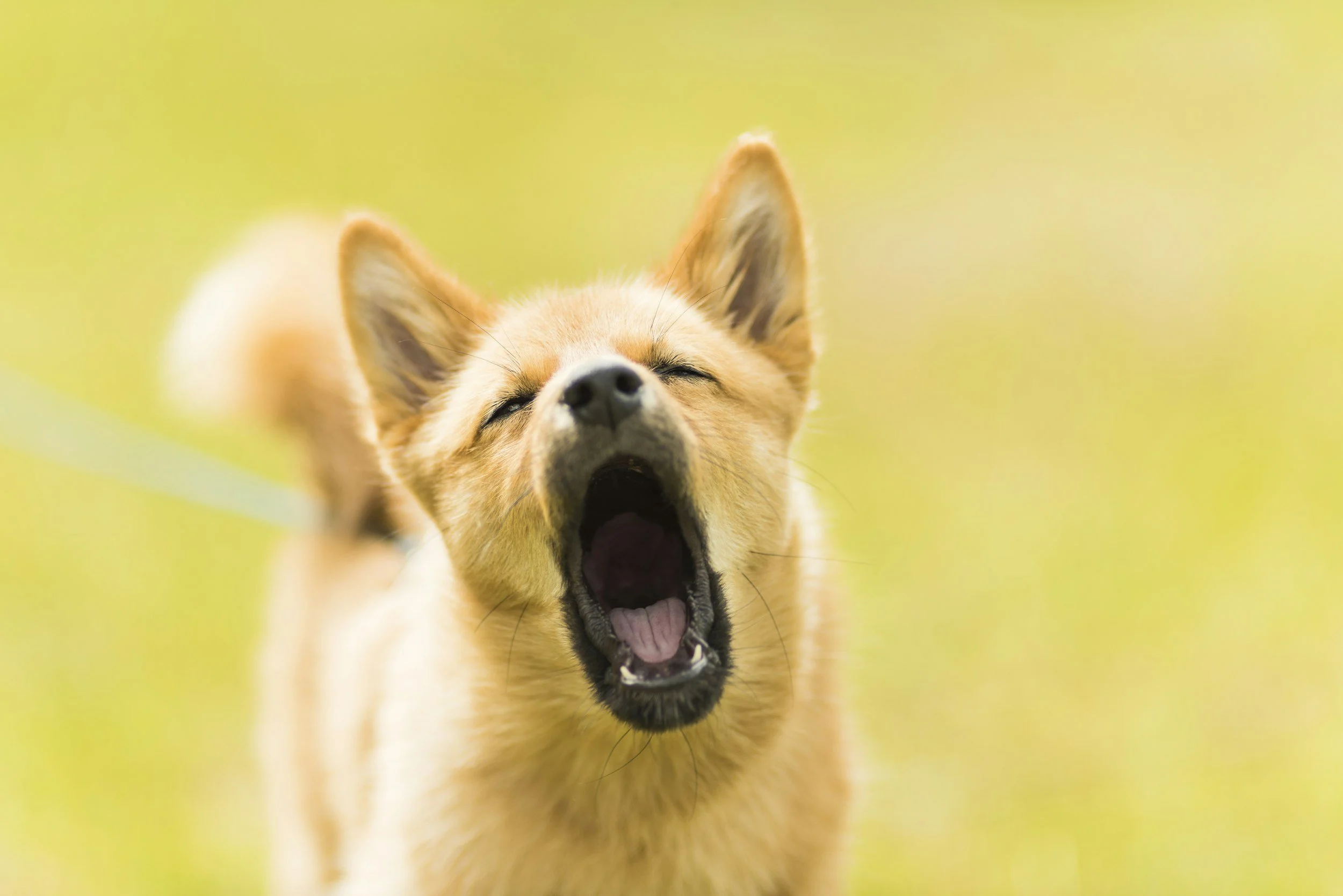 How to Teach a Dog the Quiet Cue: A Calm, Fear-free Approach