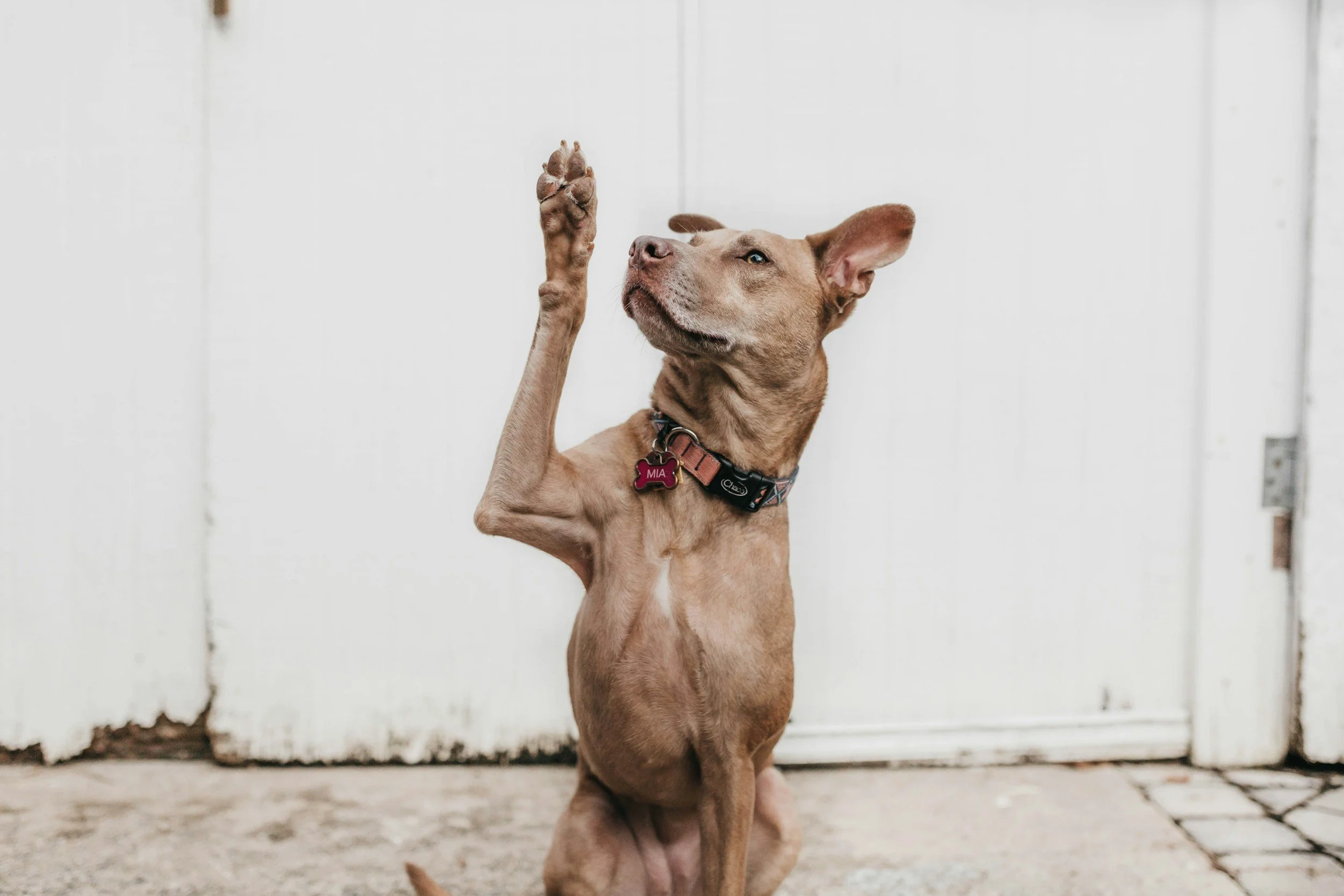 Book dog service