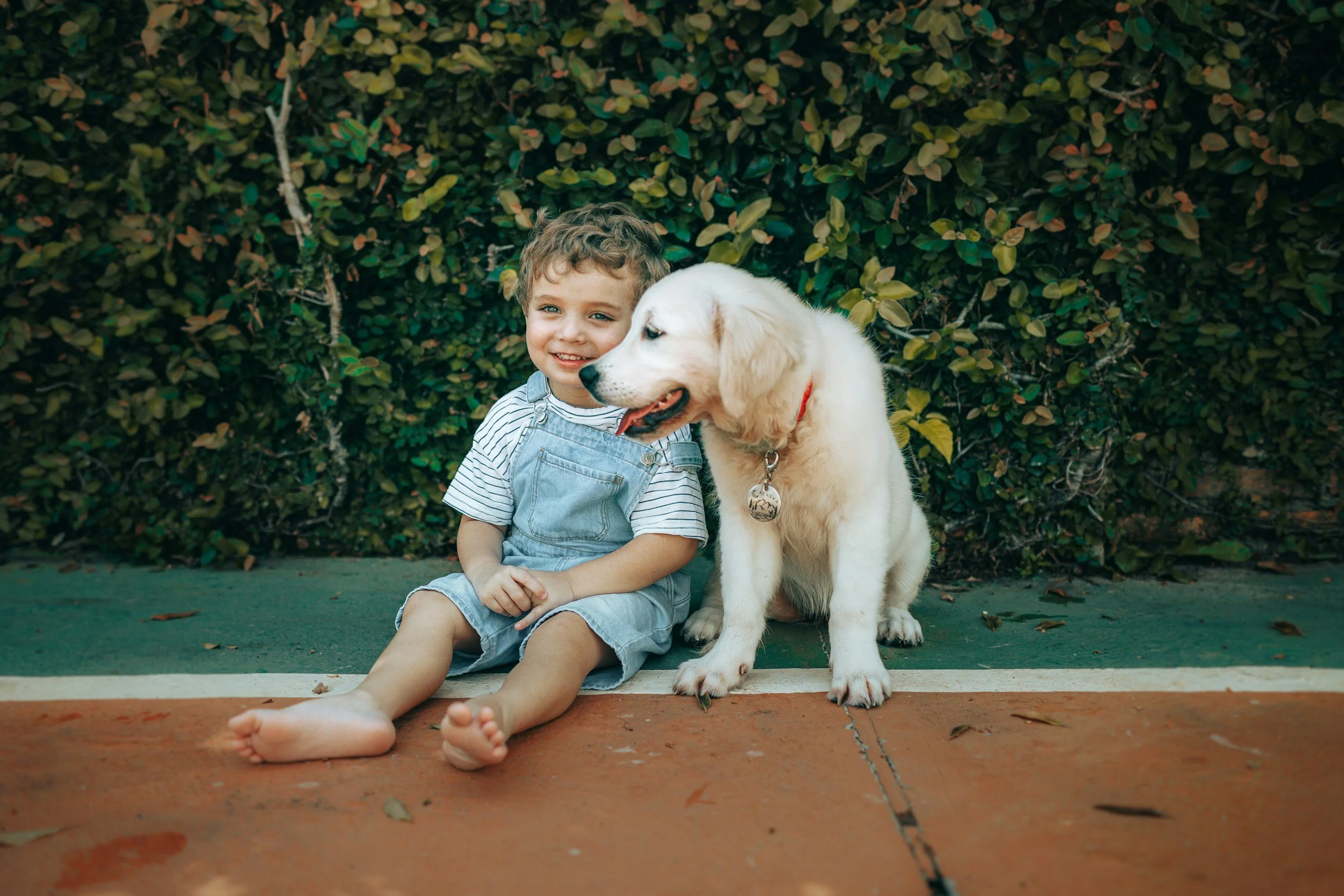 Puppy Obedience Training Seattle