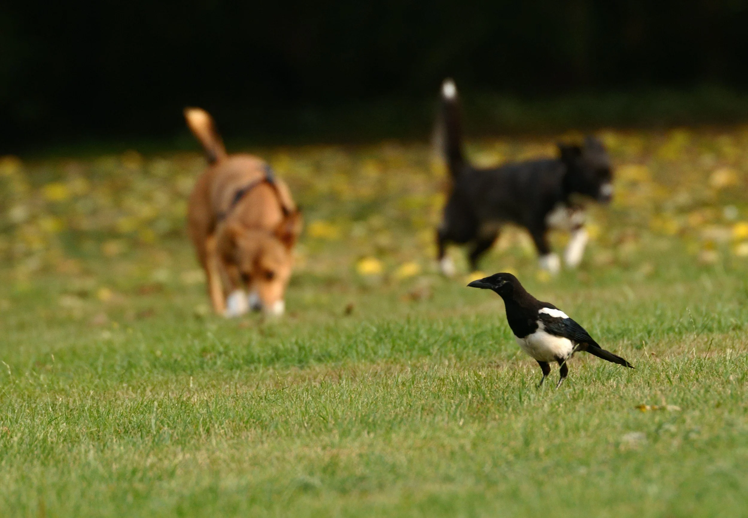 Dogs barking at birds