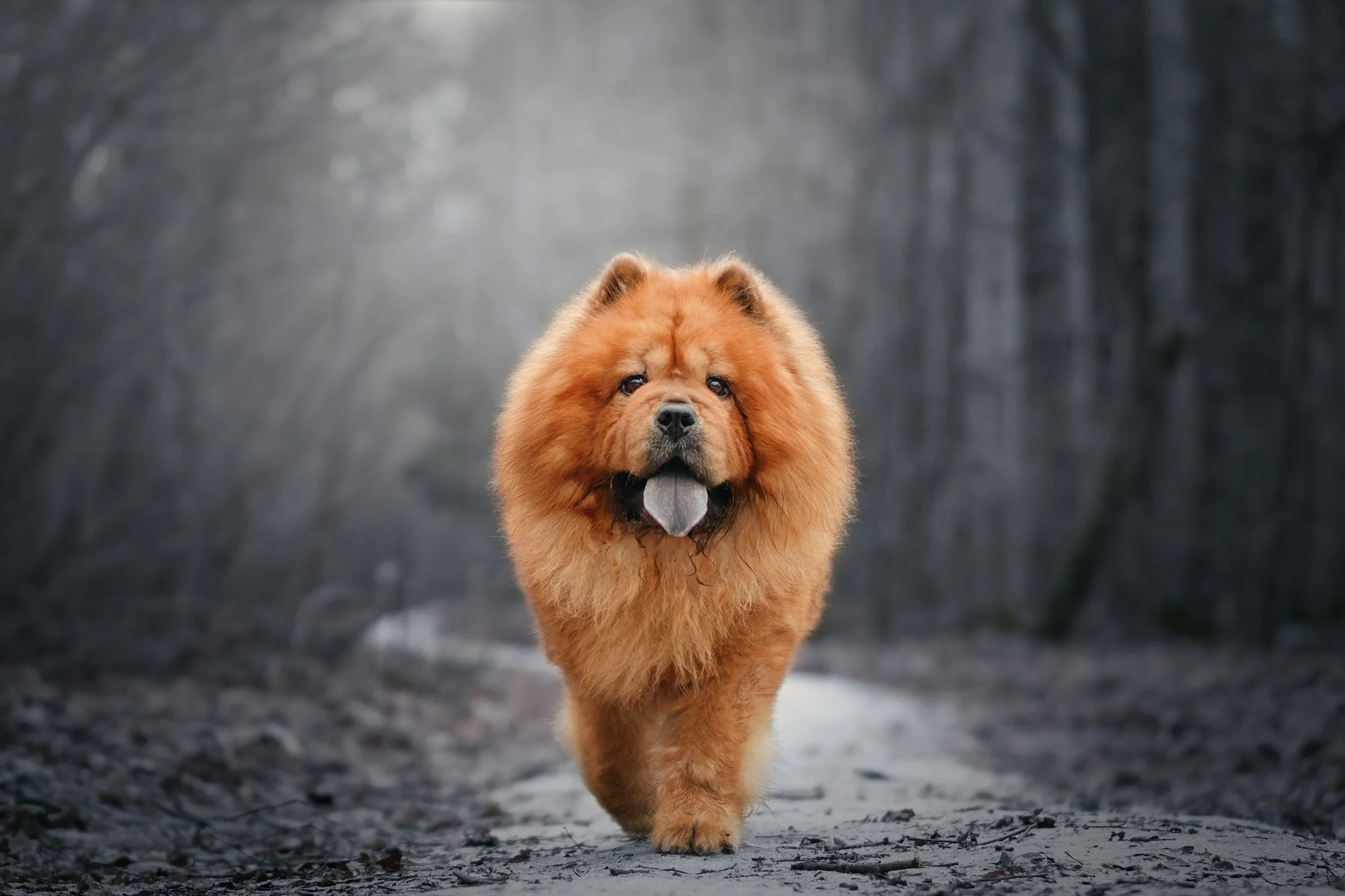 How to train a chow chow