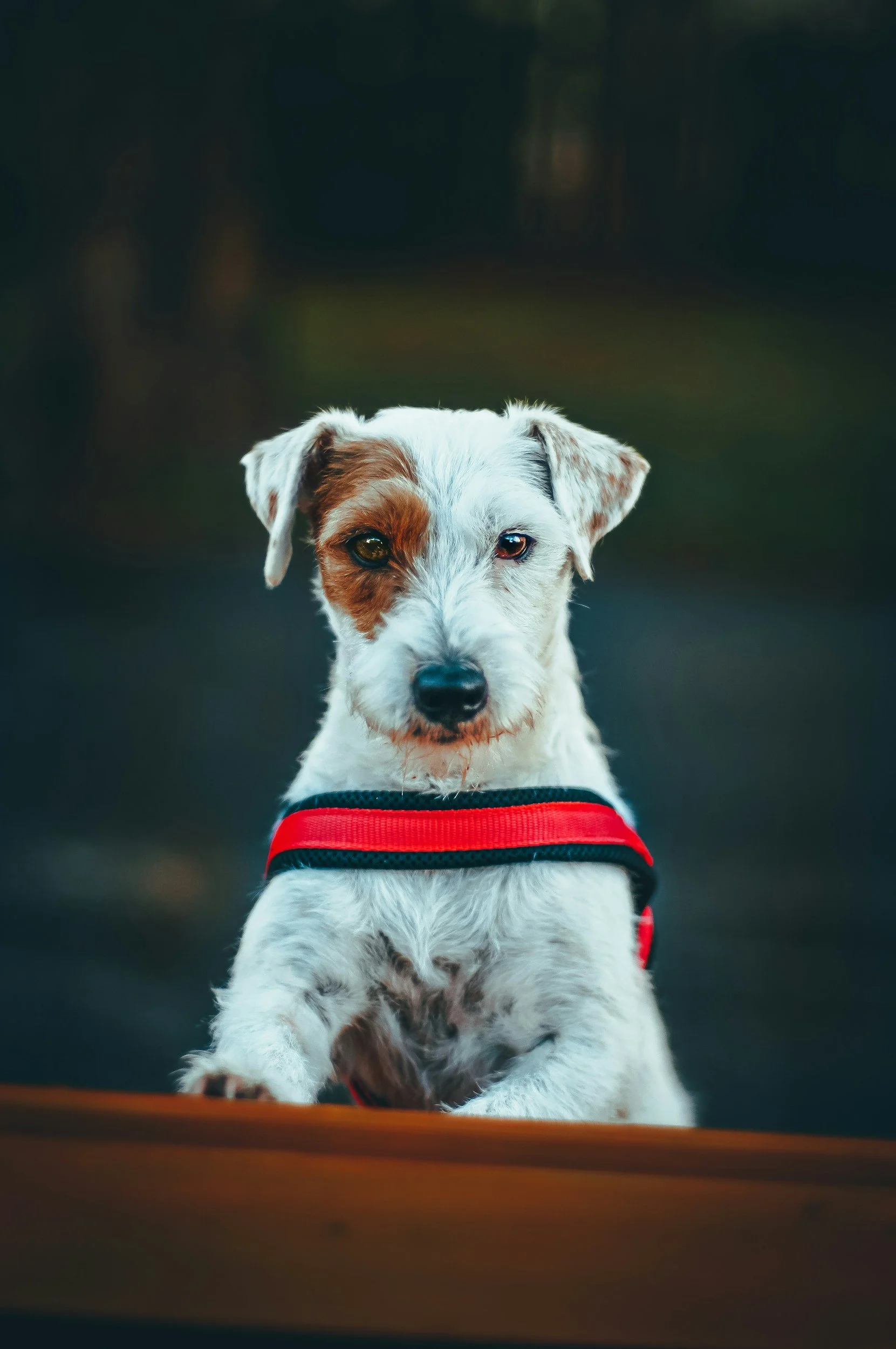 How to train a terrier
