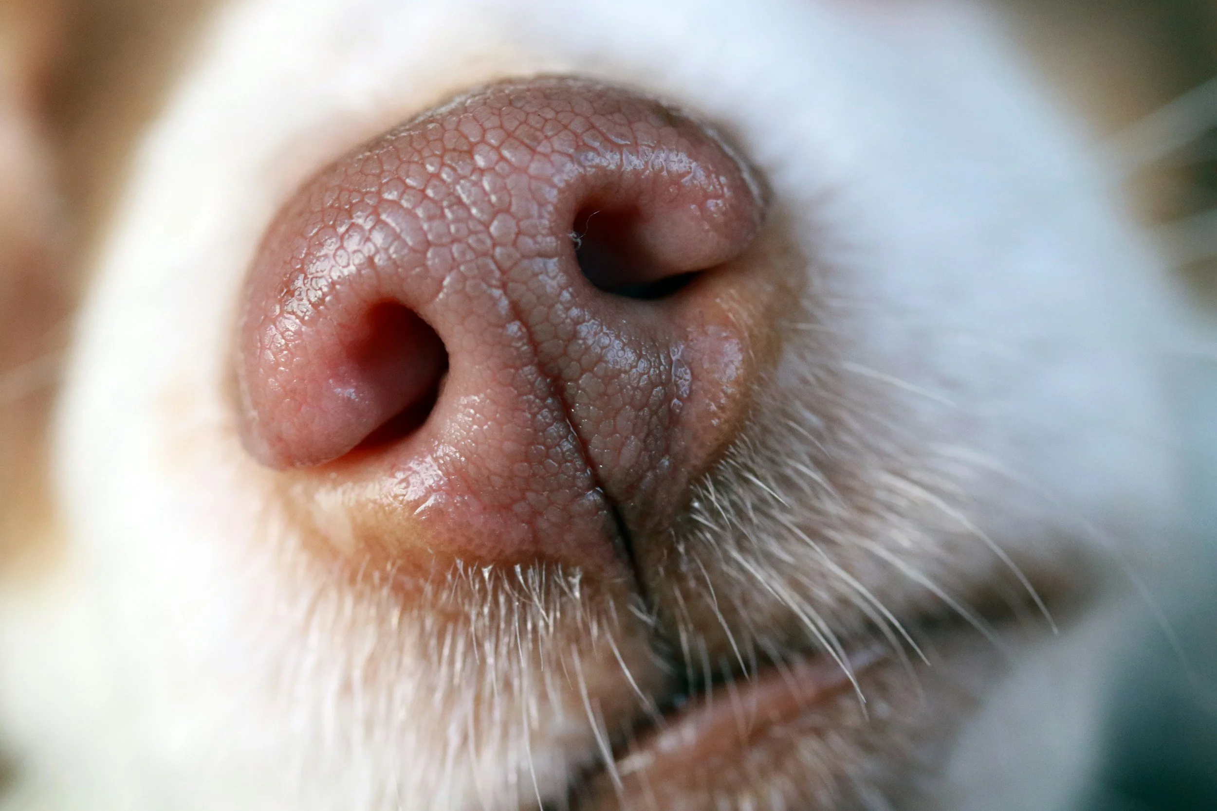 What is nosework for dogs? A Trainer's Perspective