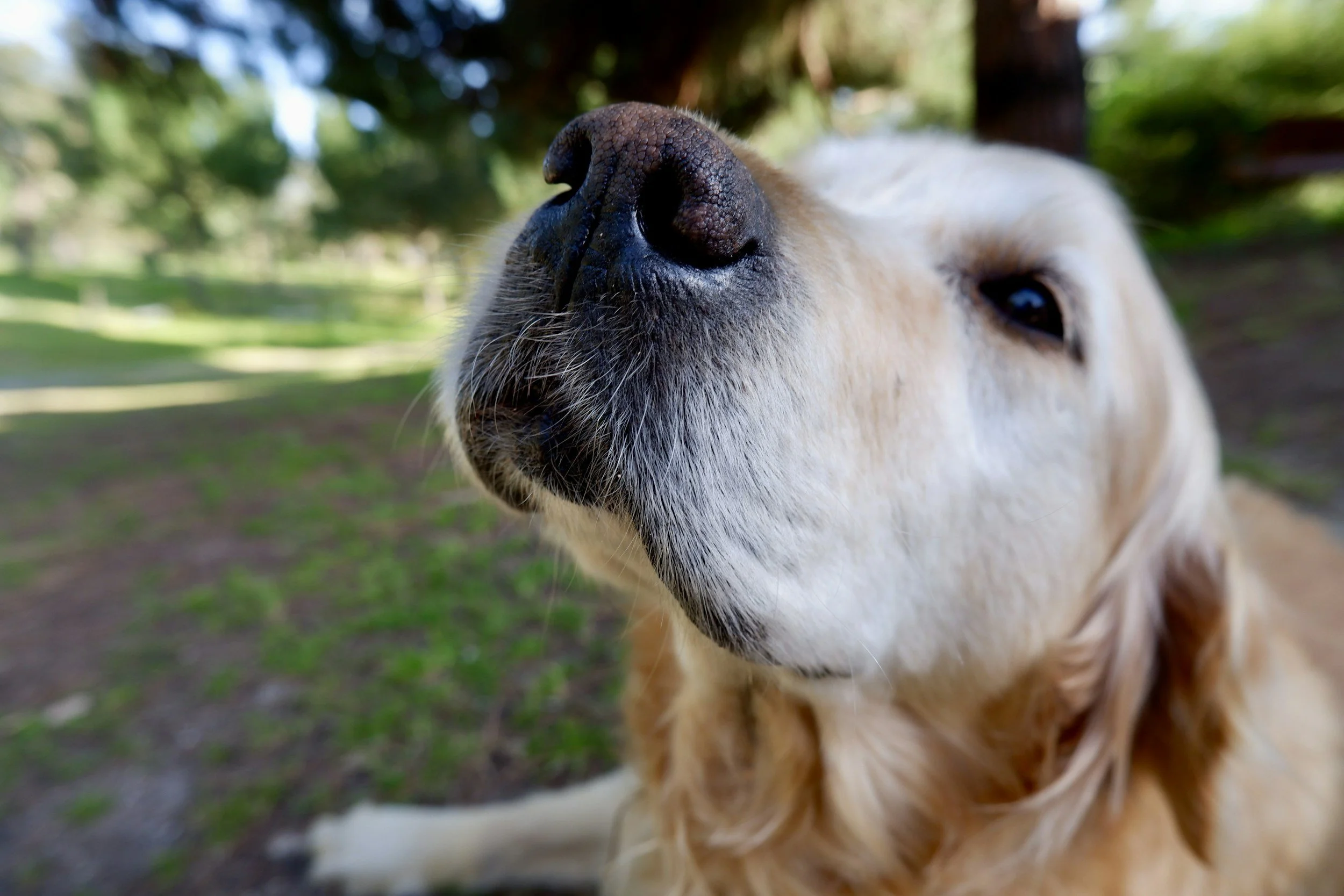 Beginner Dog Scentwork Supplies: Skip the Fancy Kit and Start Here