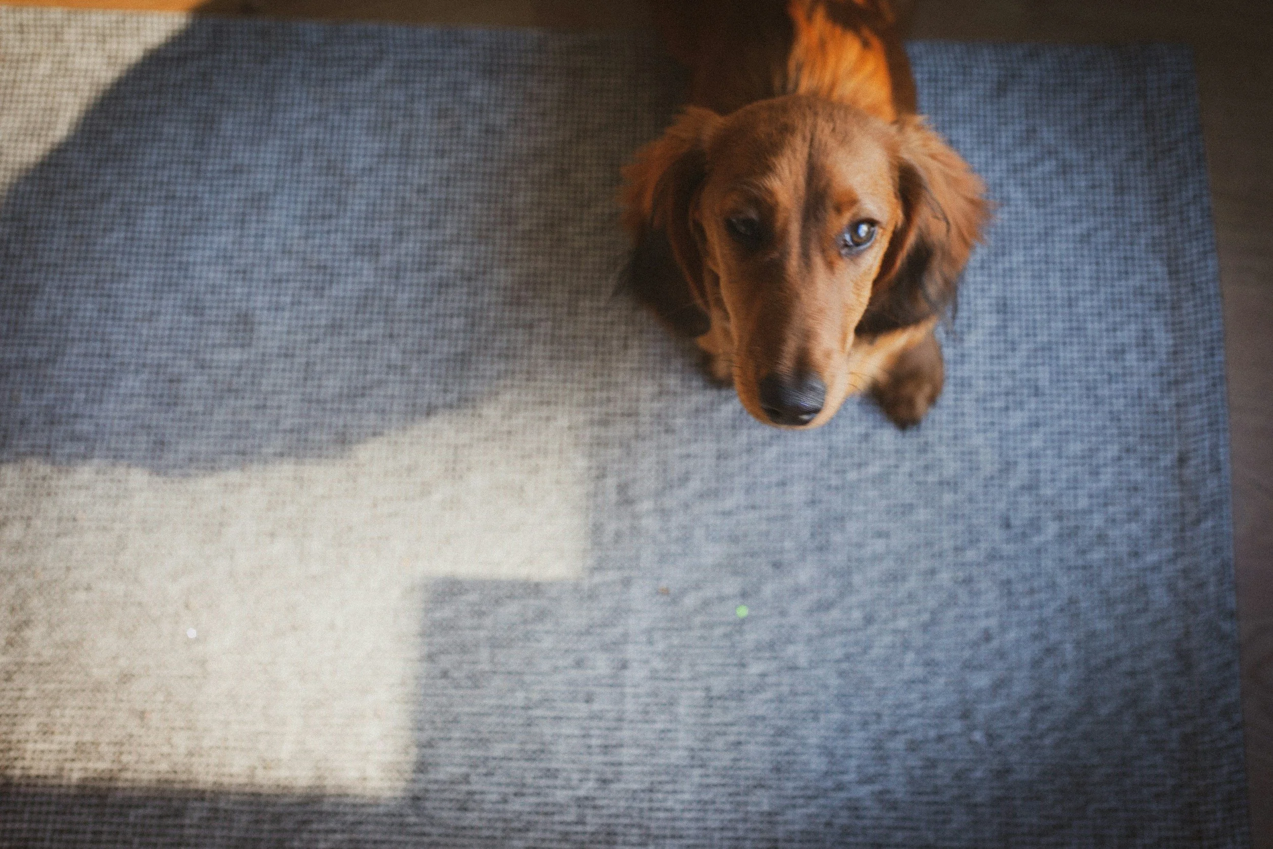 Training a Dog to Calm with Visitors