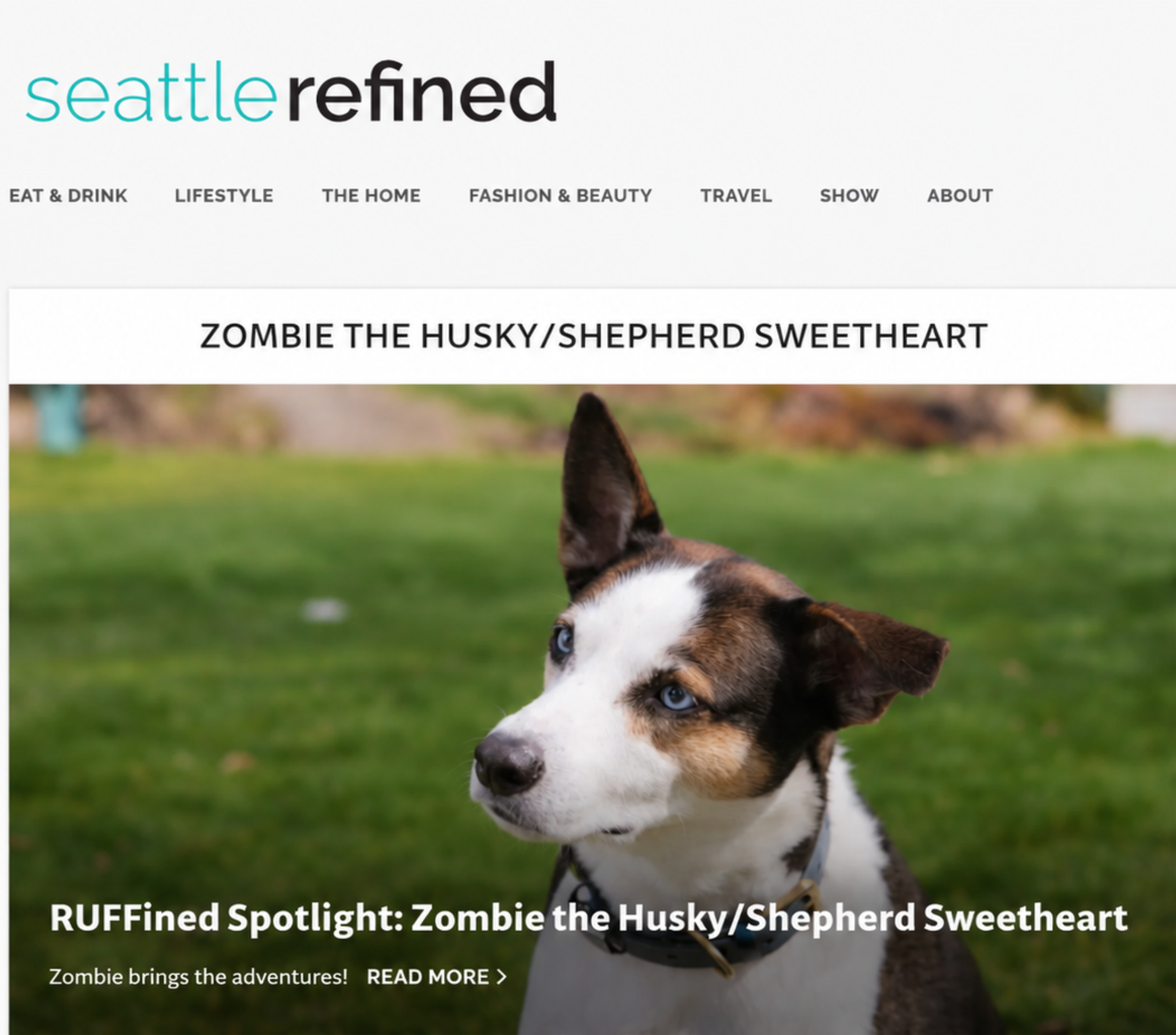 Wild Pack in the News: Komo News RUFFined Spotlight on Zombie!