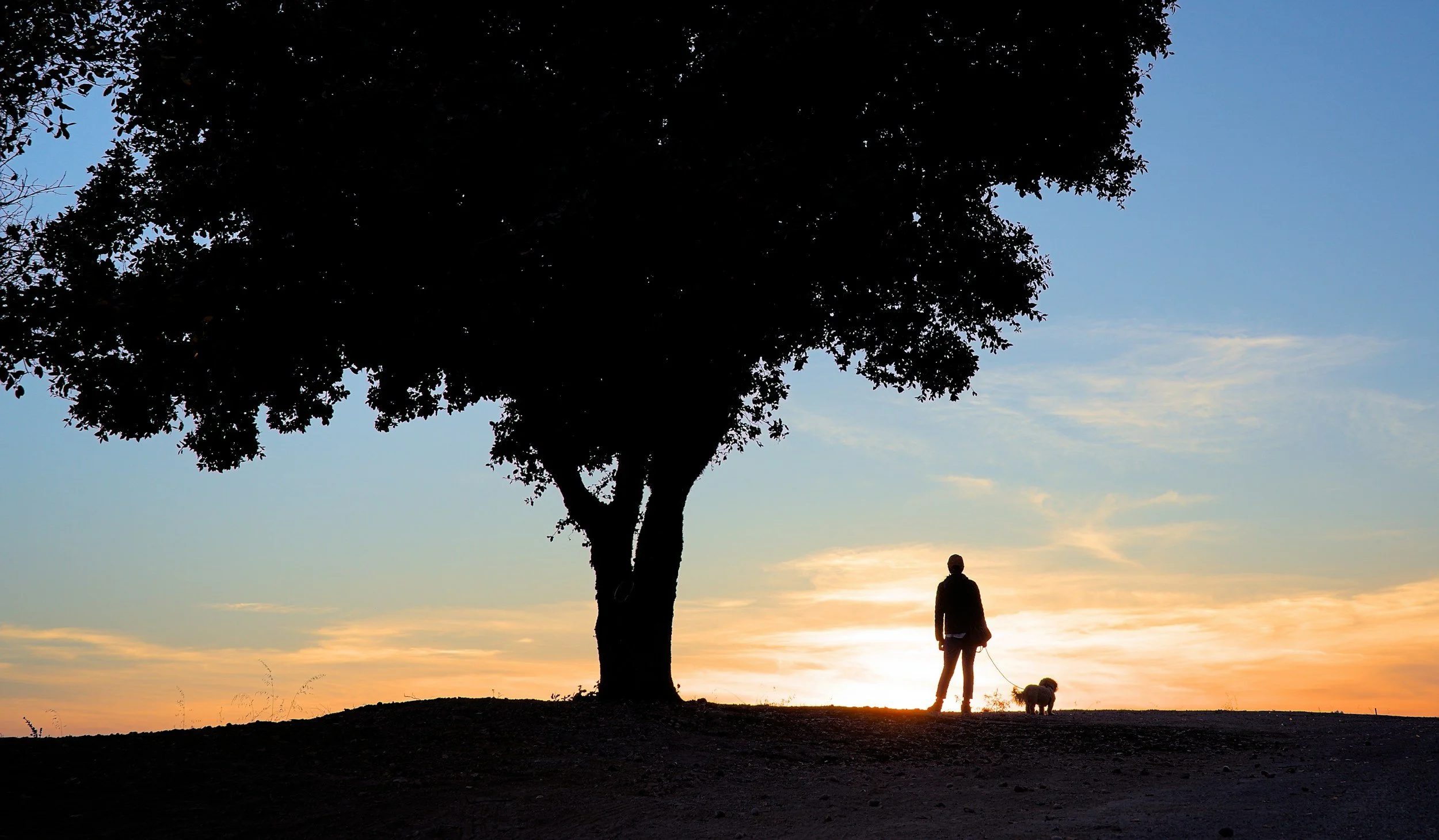 The Spirituality of Pets