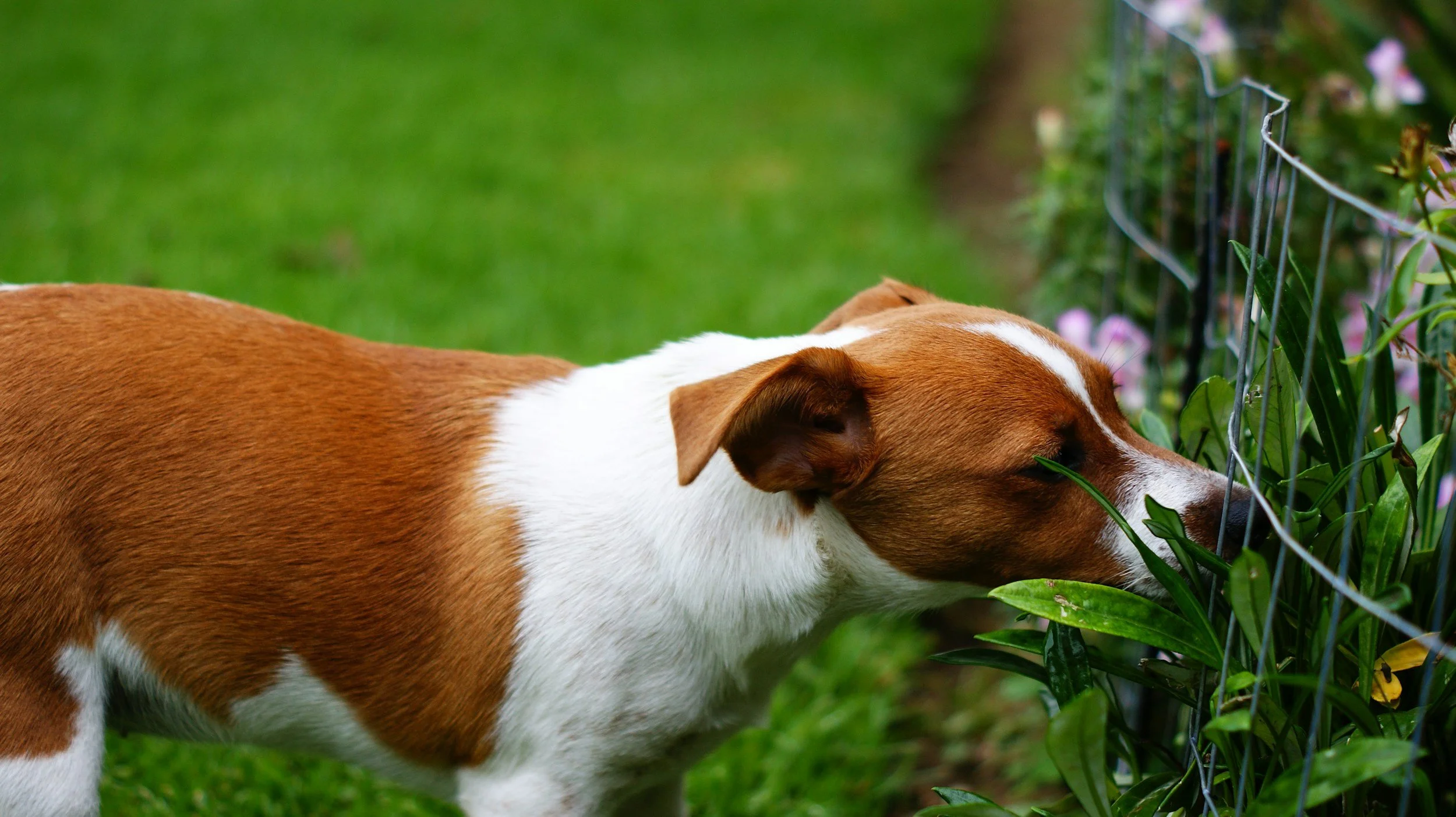 Dog scentwork
