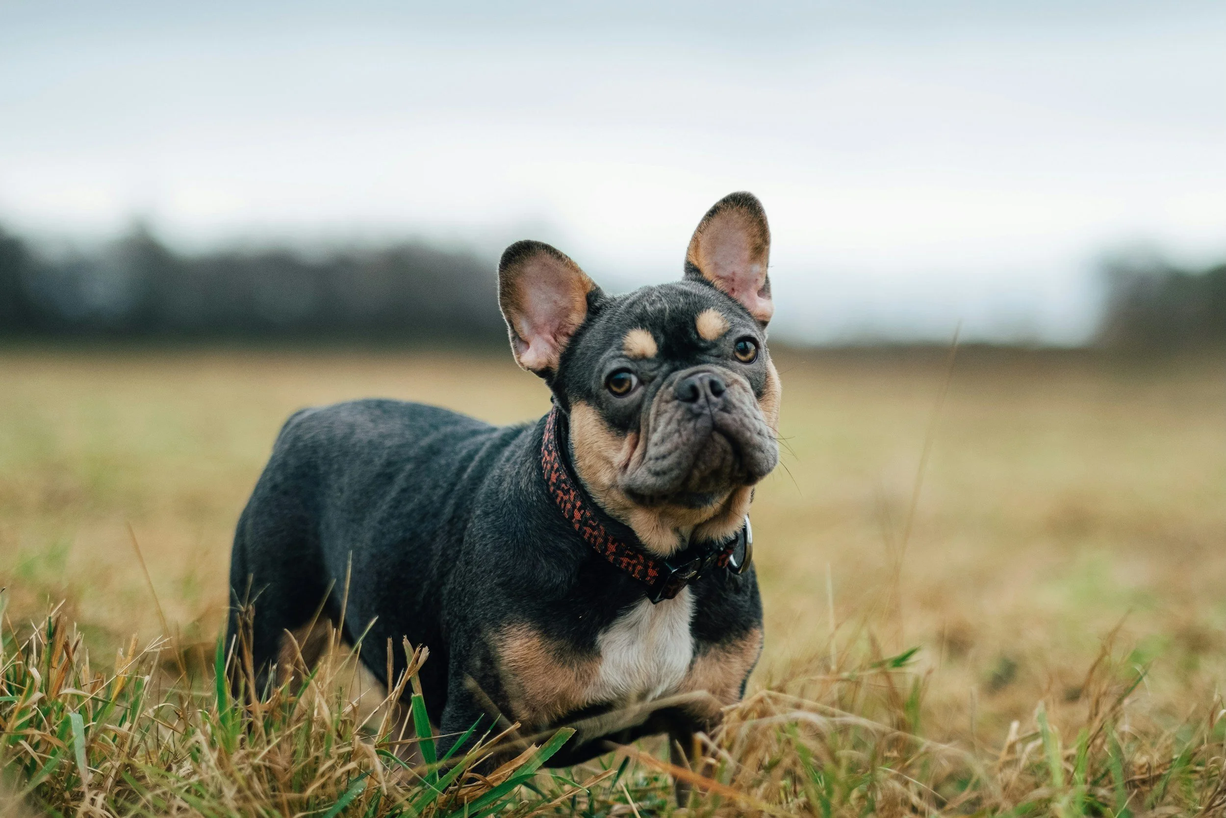 French Bulldog Games: 6 Low-Key Ideas Personalized to Frenchies