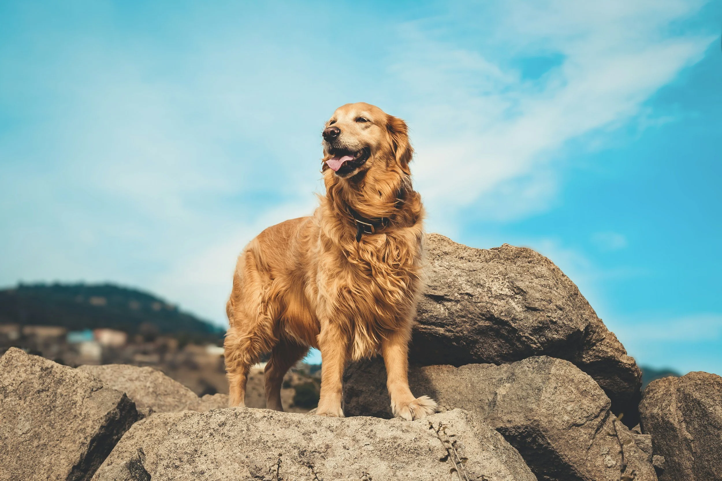 Golden Retriever Games: 6 Instinct-Led Enrichment Ideas for Your Retriever
