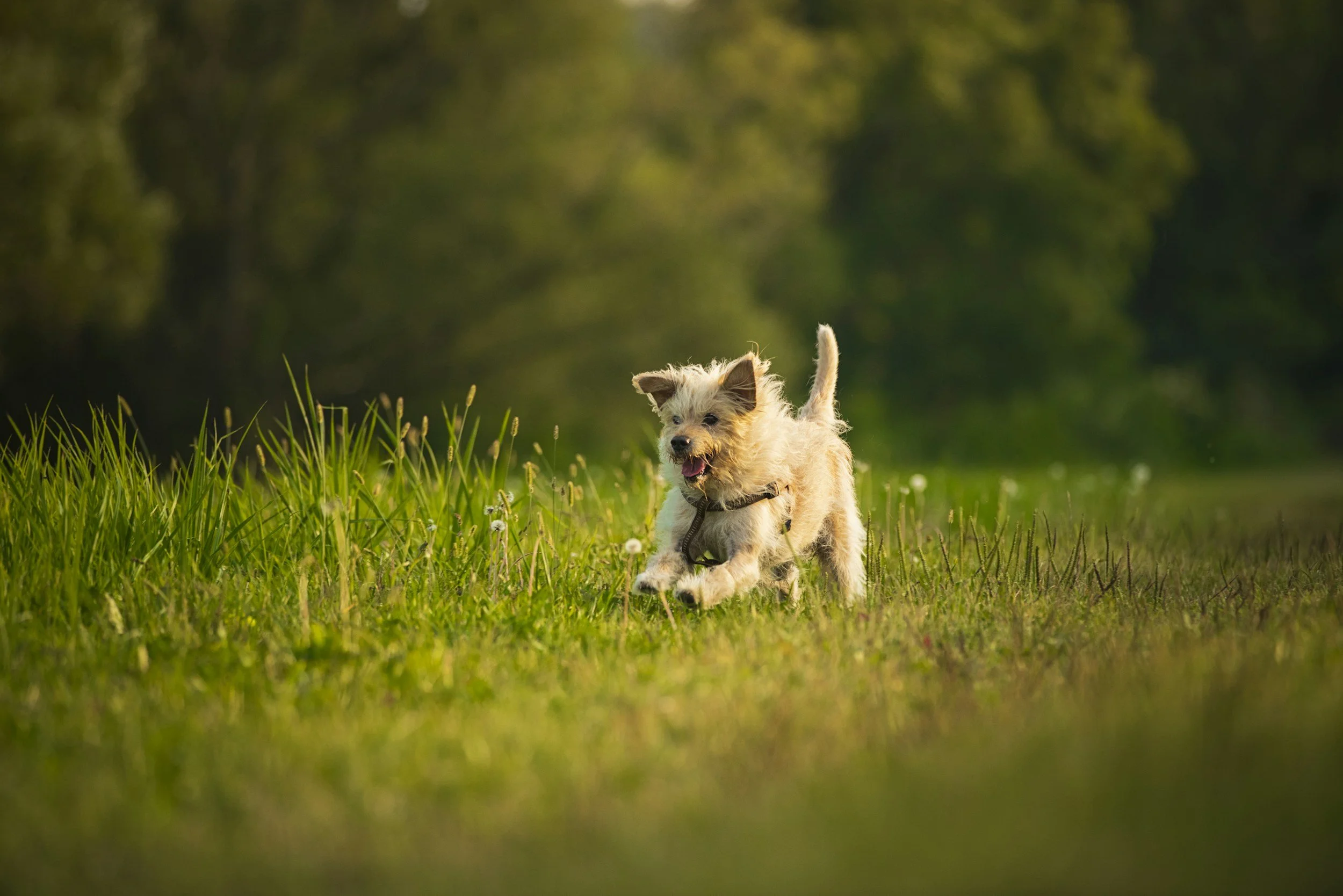 Terrier Games: 6 Instinct-Led Ideas for Your Little Earth Dog