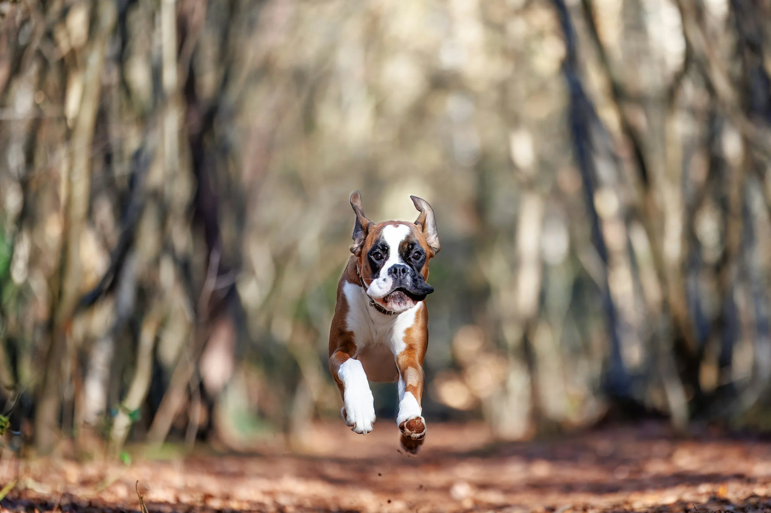Boxer Dog Games: 6 Instinct-Led Ideas for Your Bouncy Best Friend