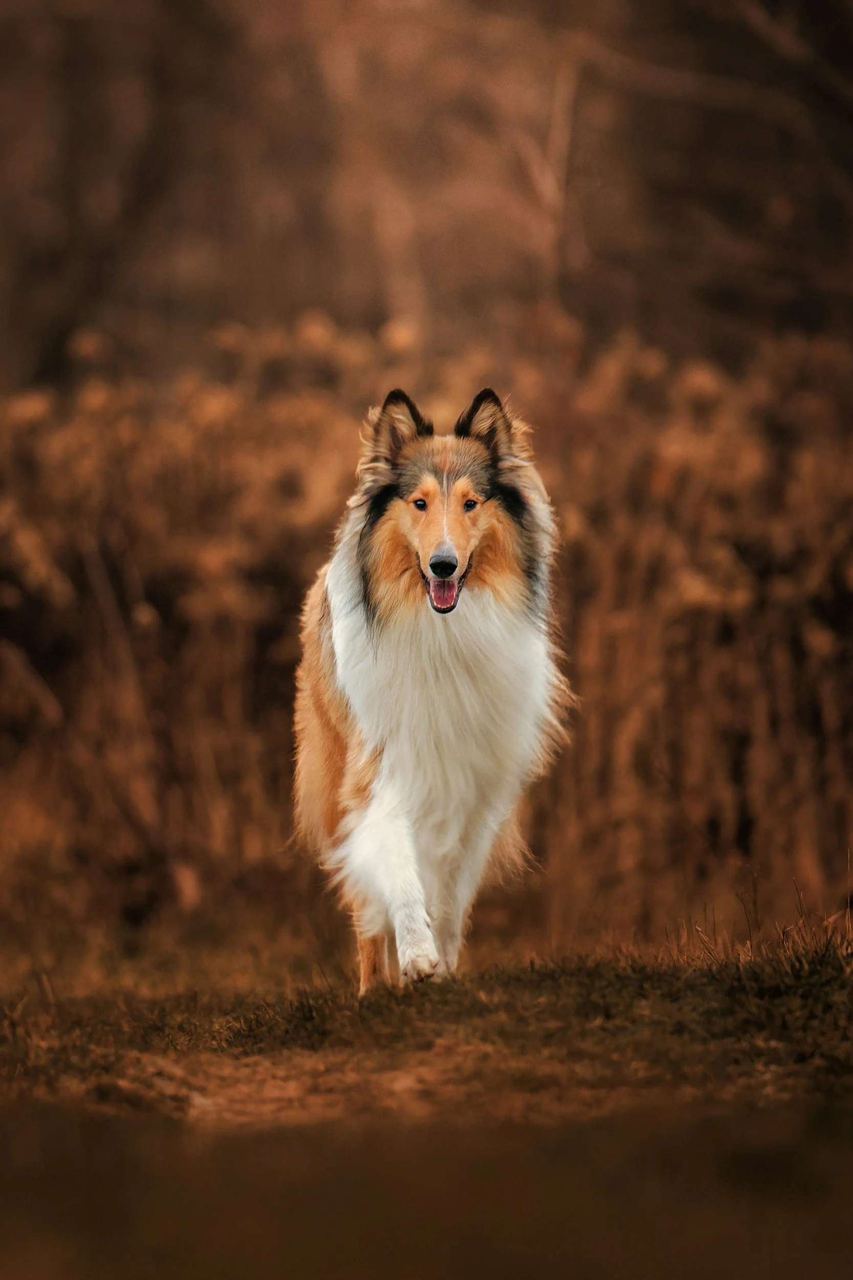 Border Collie personality traits