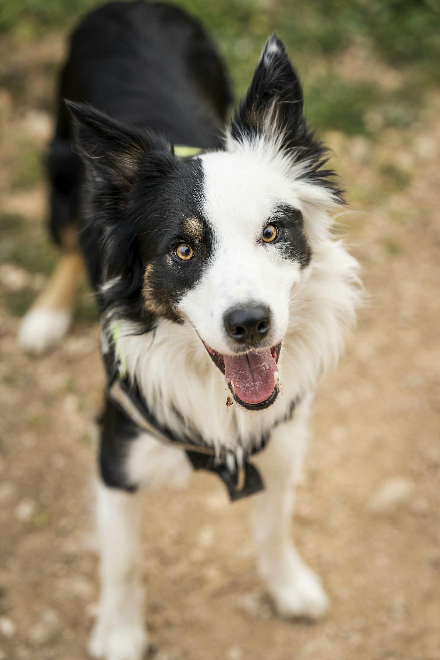 Border Collie Dog Training