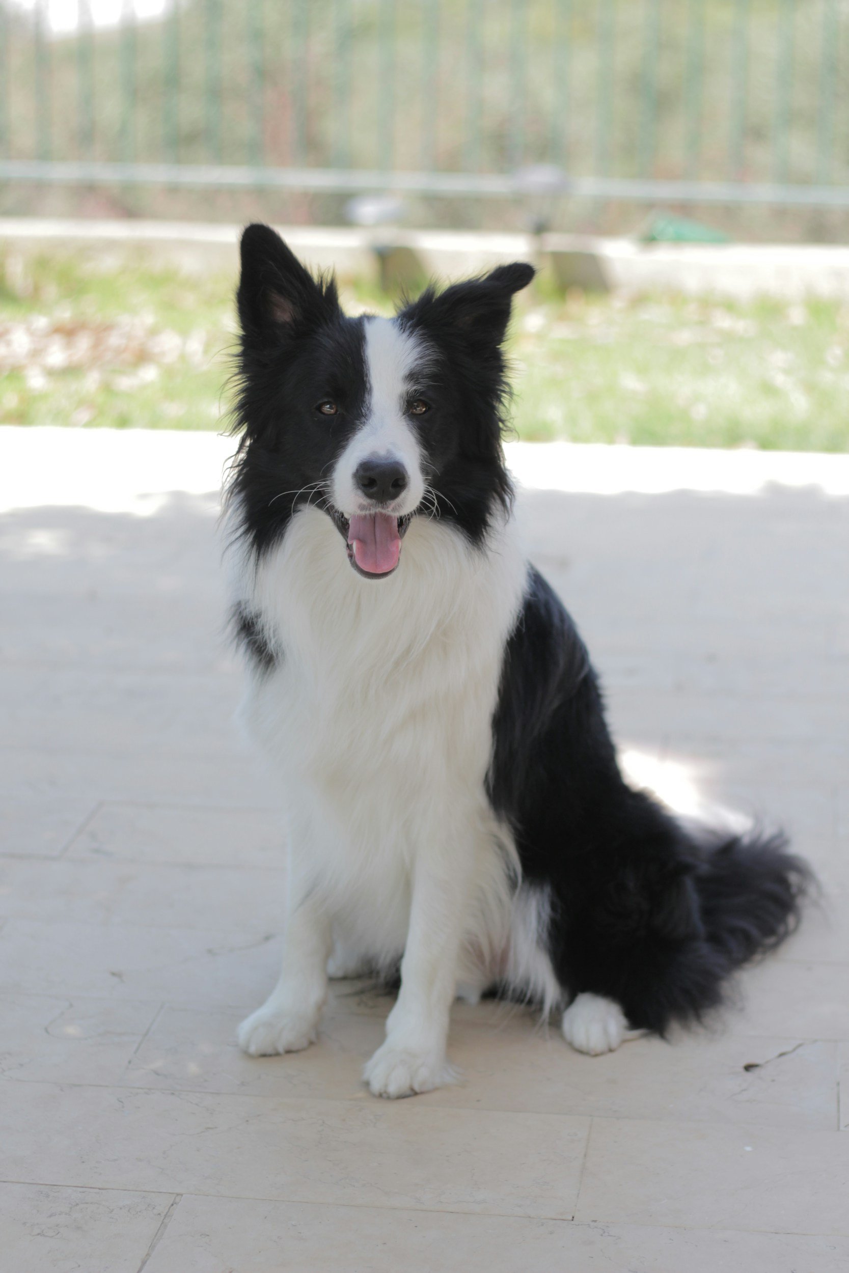 Border Collie how to train