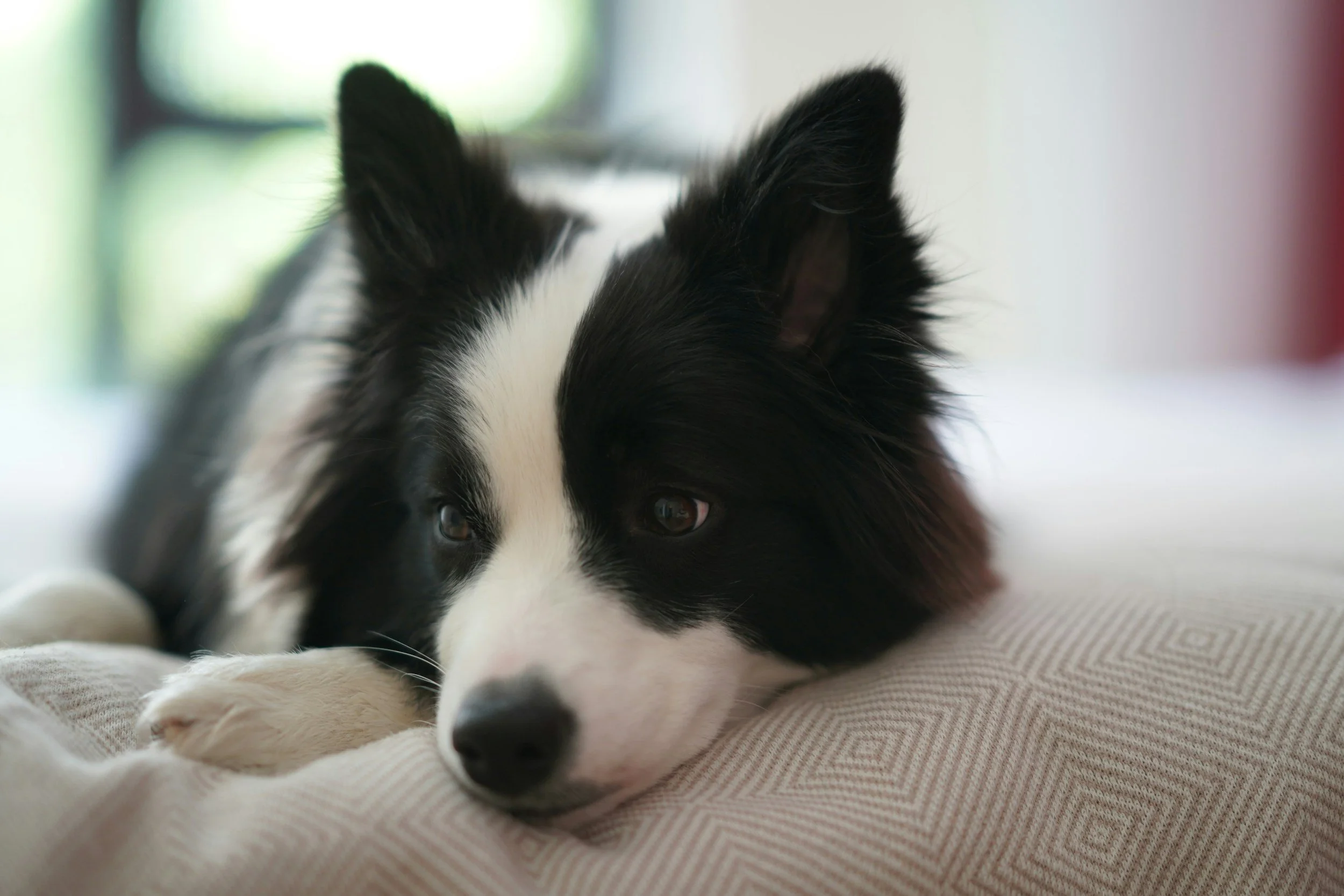 Calm border collie