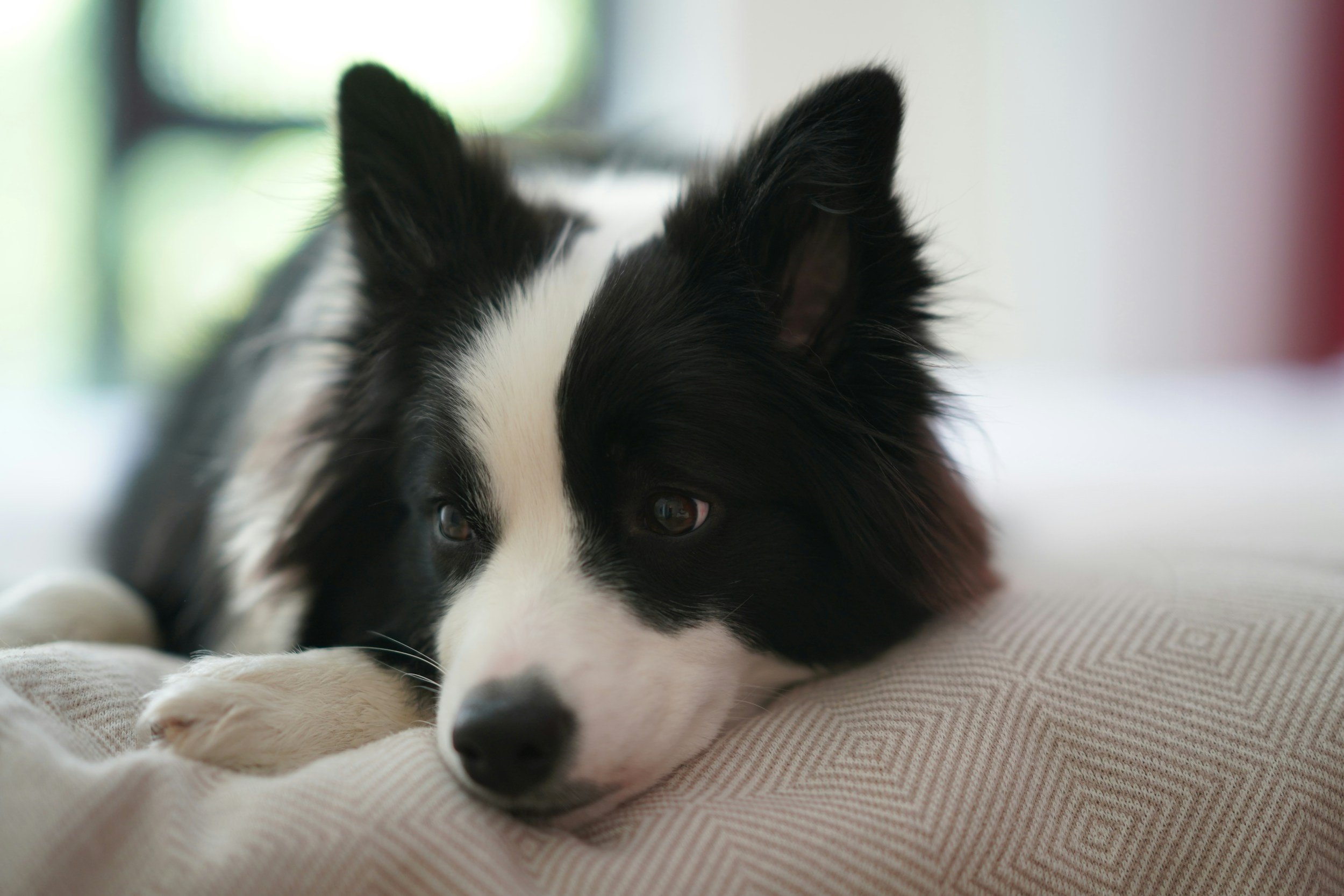 Calming your Border Collie: Why More Exercise Isn't the Answer (and What Is)